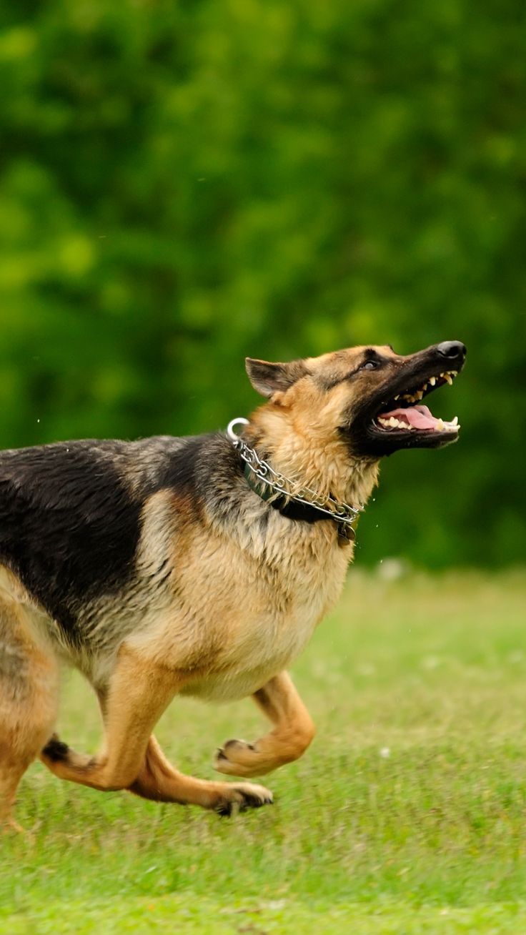 German Shepherd Iphone Wallpapers