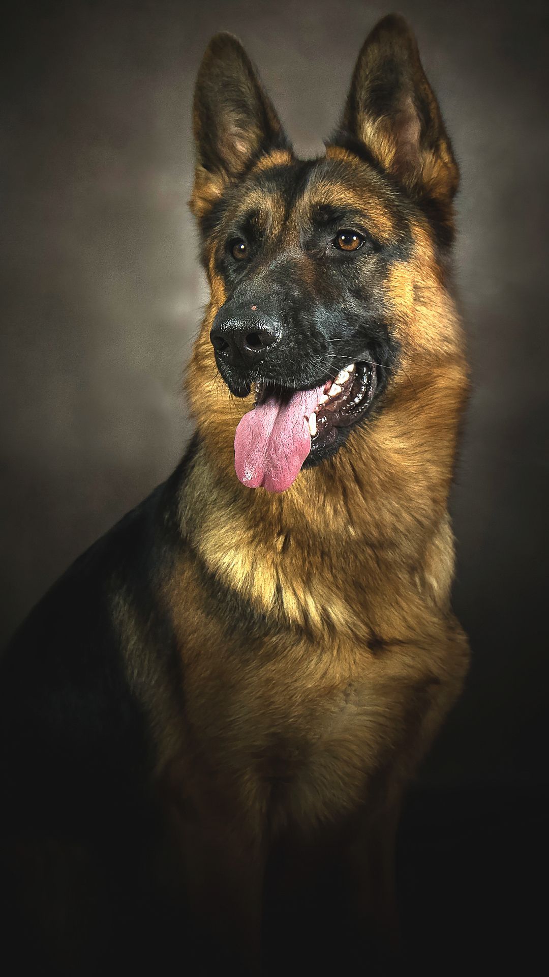 German Shepherd Iphone Wallpapers