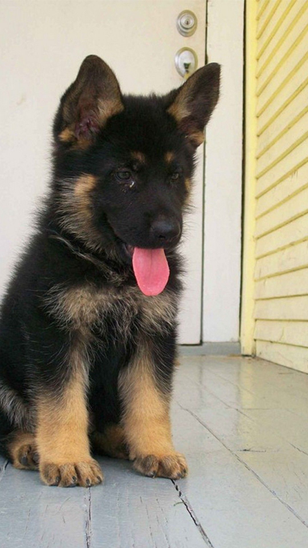 German Shepherd Iphone Wallpapers