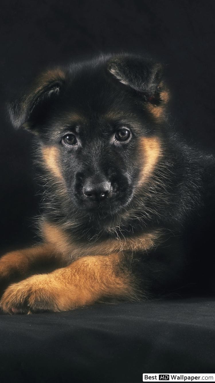 German Shepherd Iphone Wallpapers