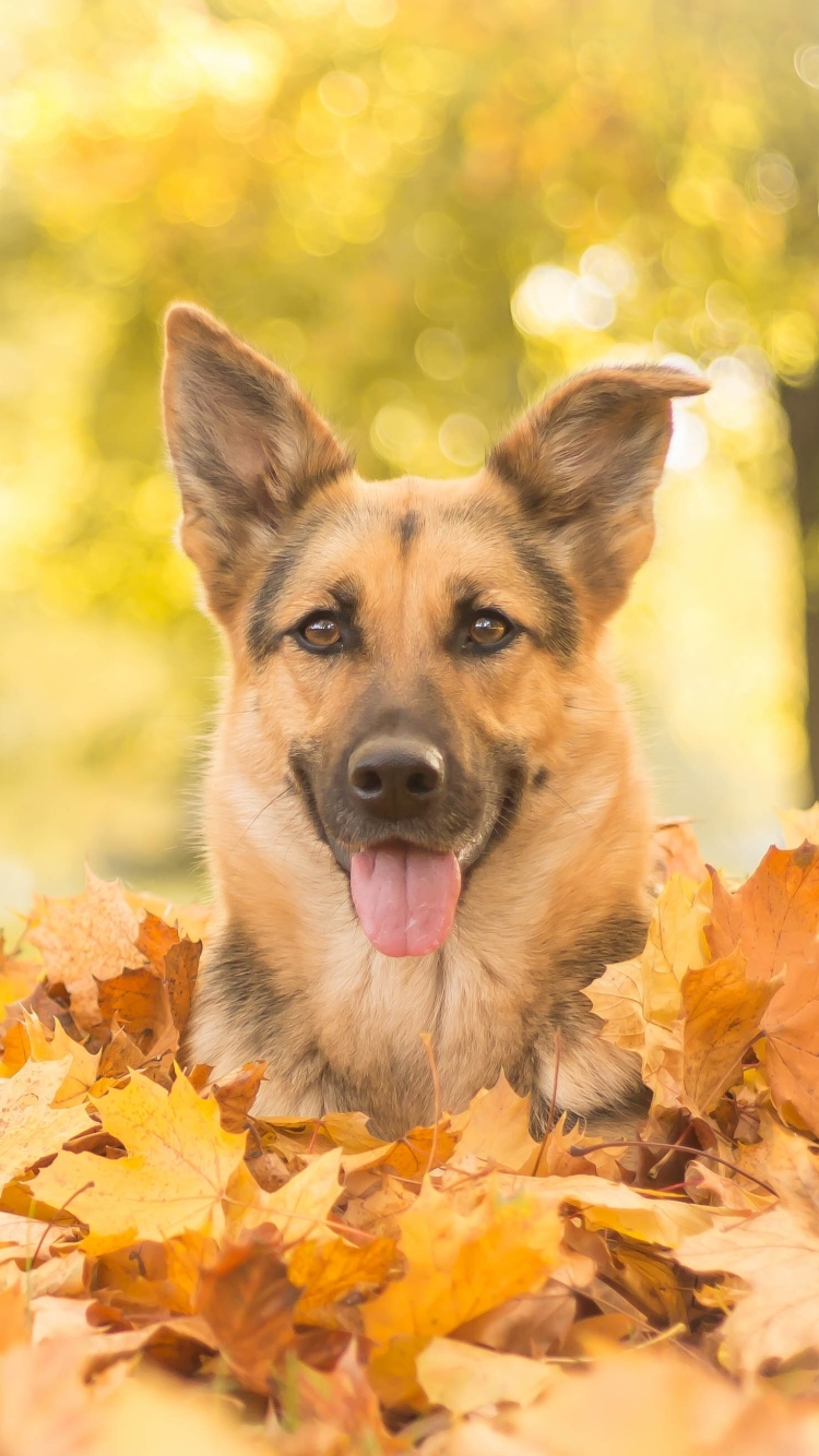 German Shepherd Iphone Wallpapers