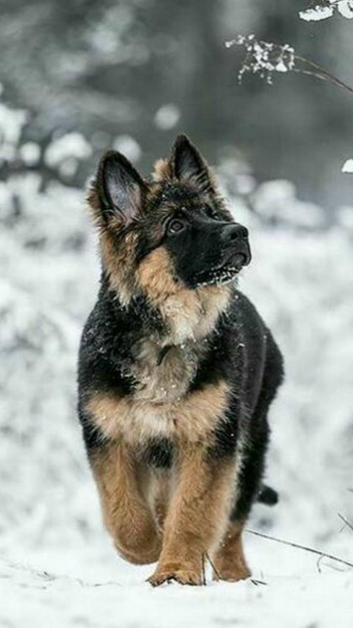 German Shepherd Iphone Wallpapers