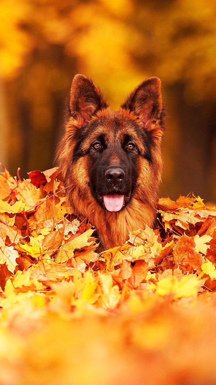 German Shepherd Iphone Wallpapers