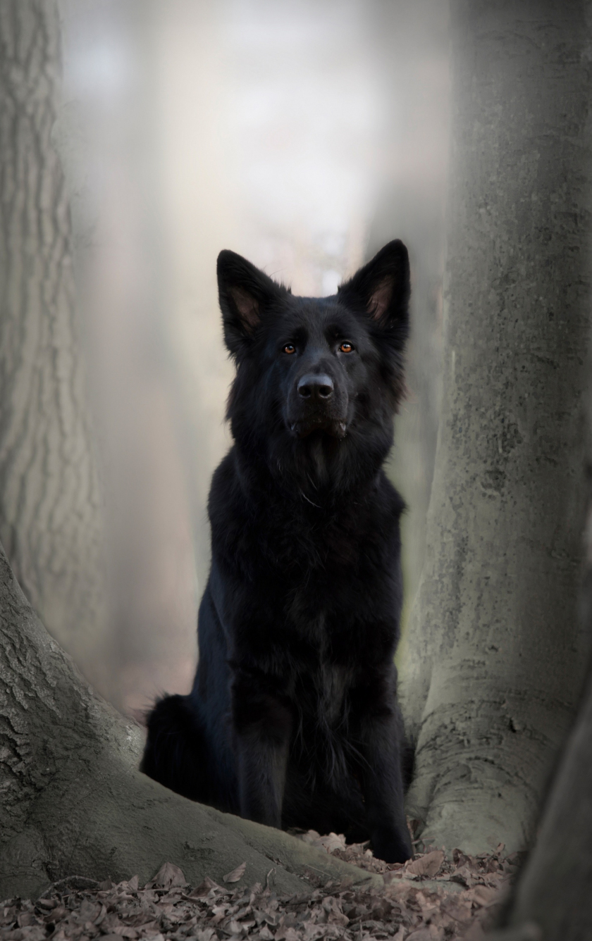 German Shepherd Iphone Wallpapers