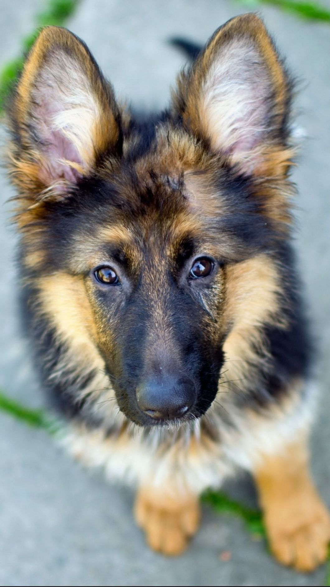 German Shepherd Iphone Wallpapers