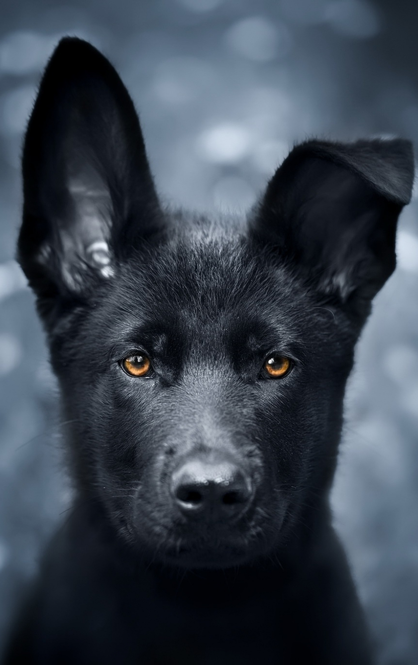 German Shepherd Iphone Wallpapers