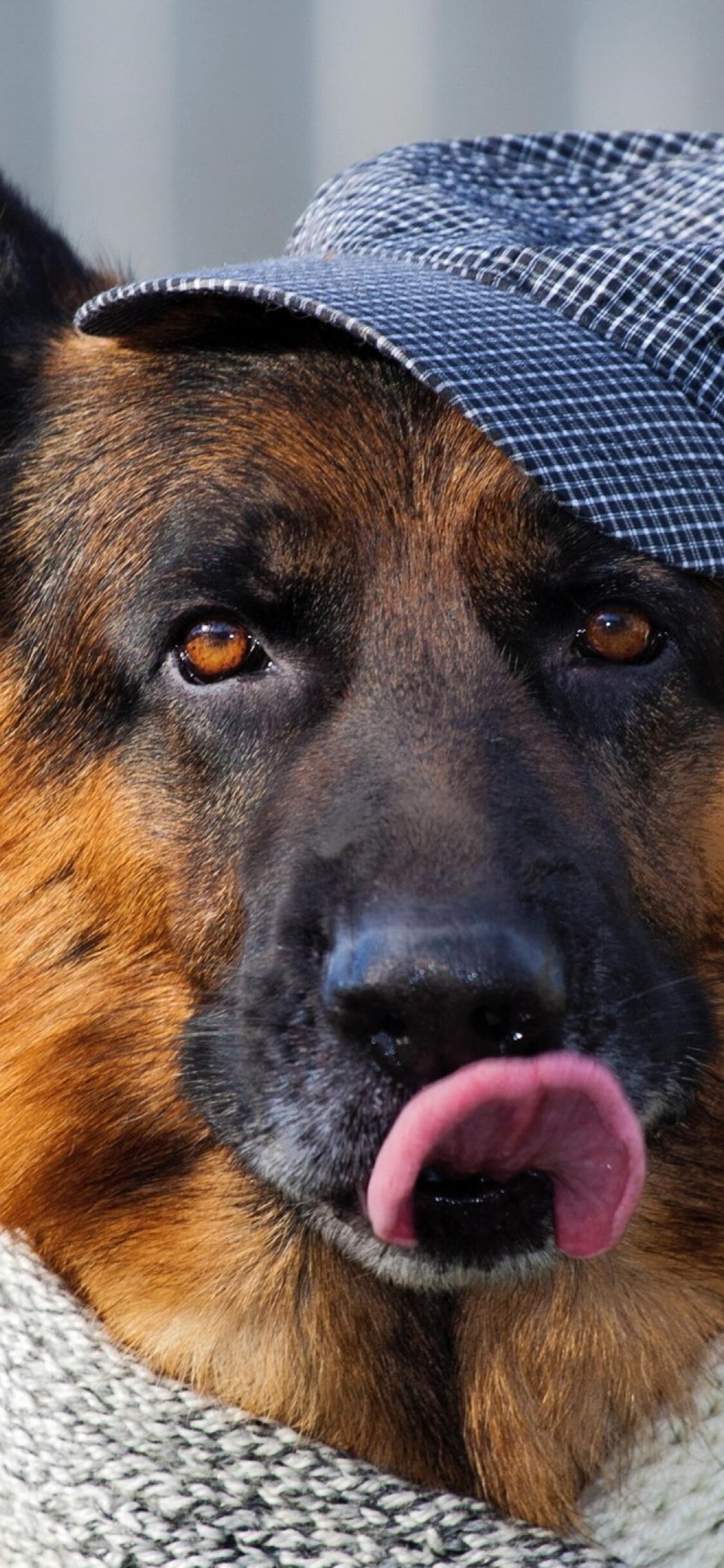 German Shepherd Iphone Wallpapers