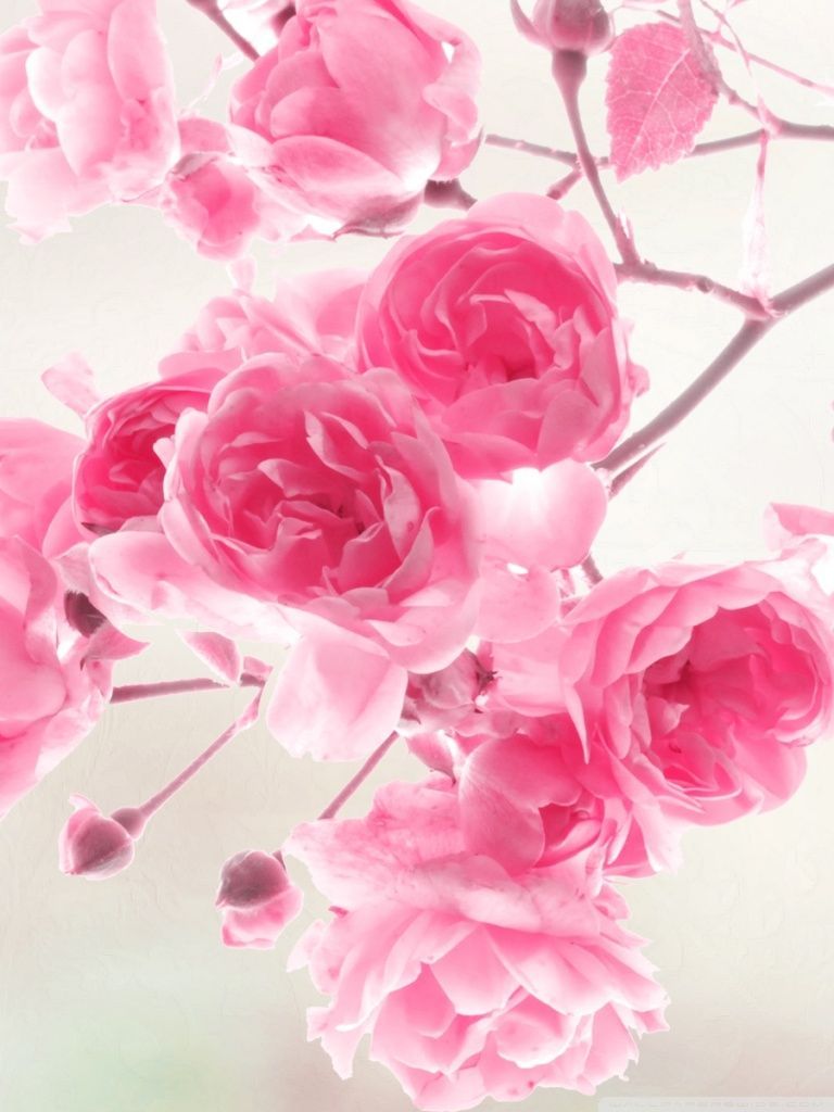 Girly Flower Wallpapers