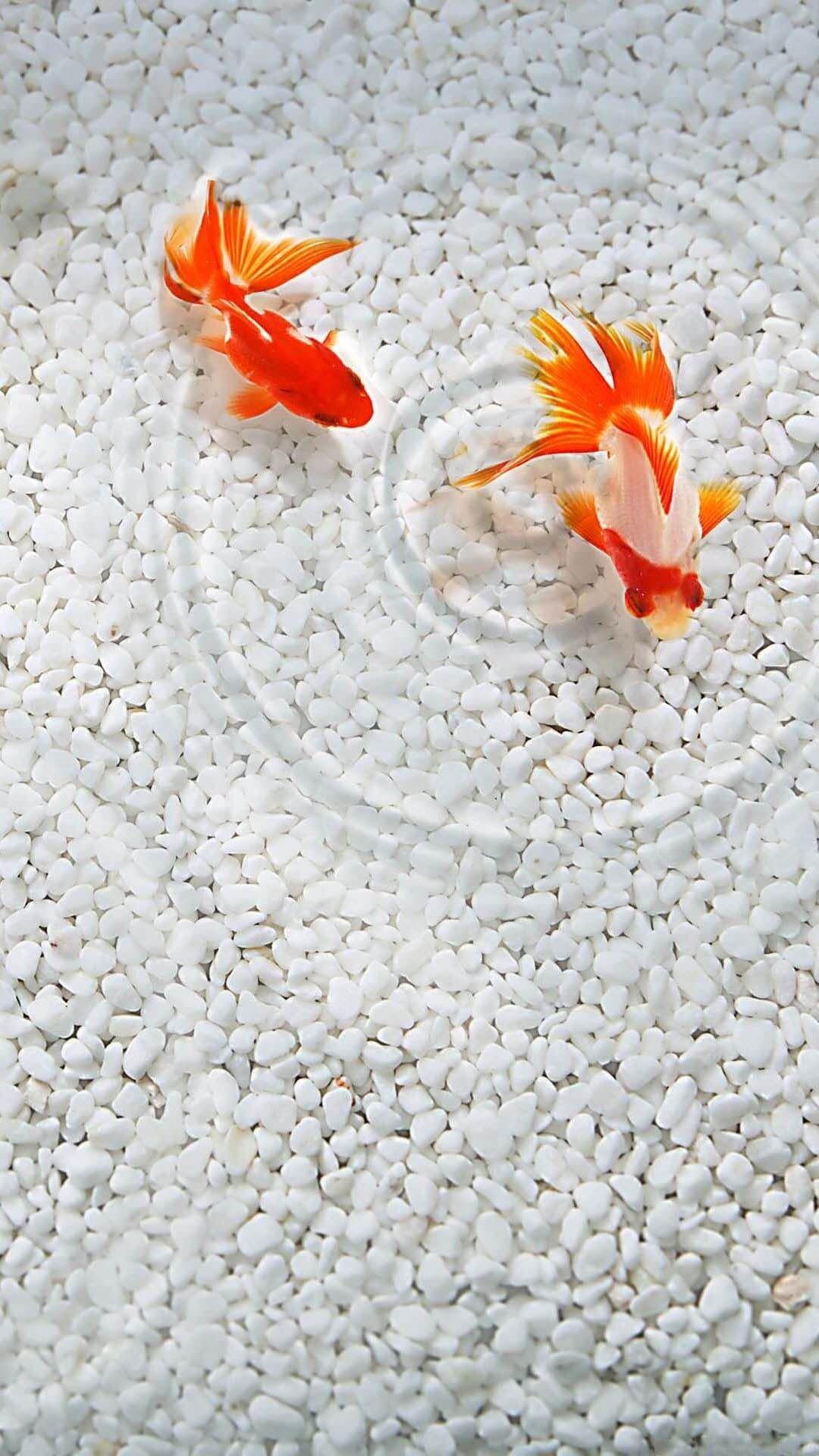 Gold Fish Live Wallpapers