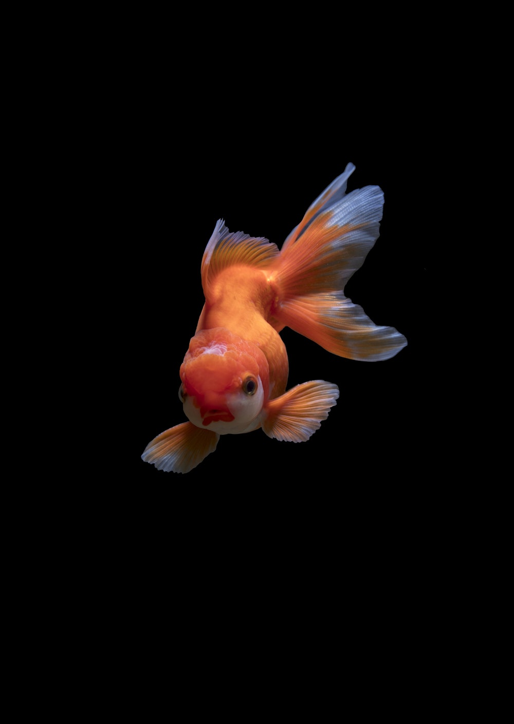 Gold Fish Live Wallpapers