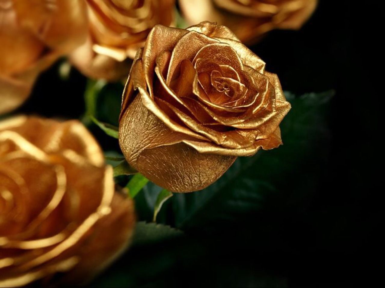 Gold Roses Wallpapers