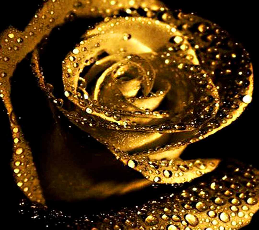 Gold Roses Wallpapers