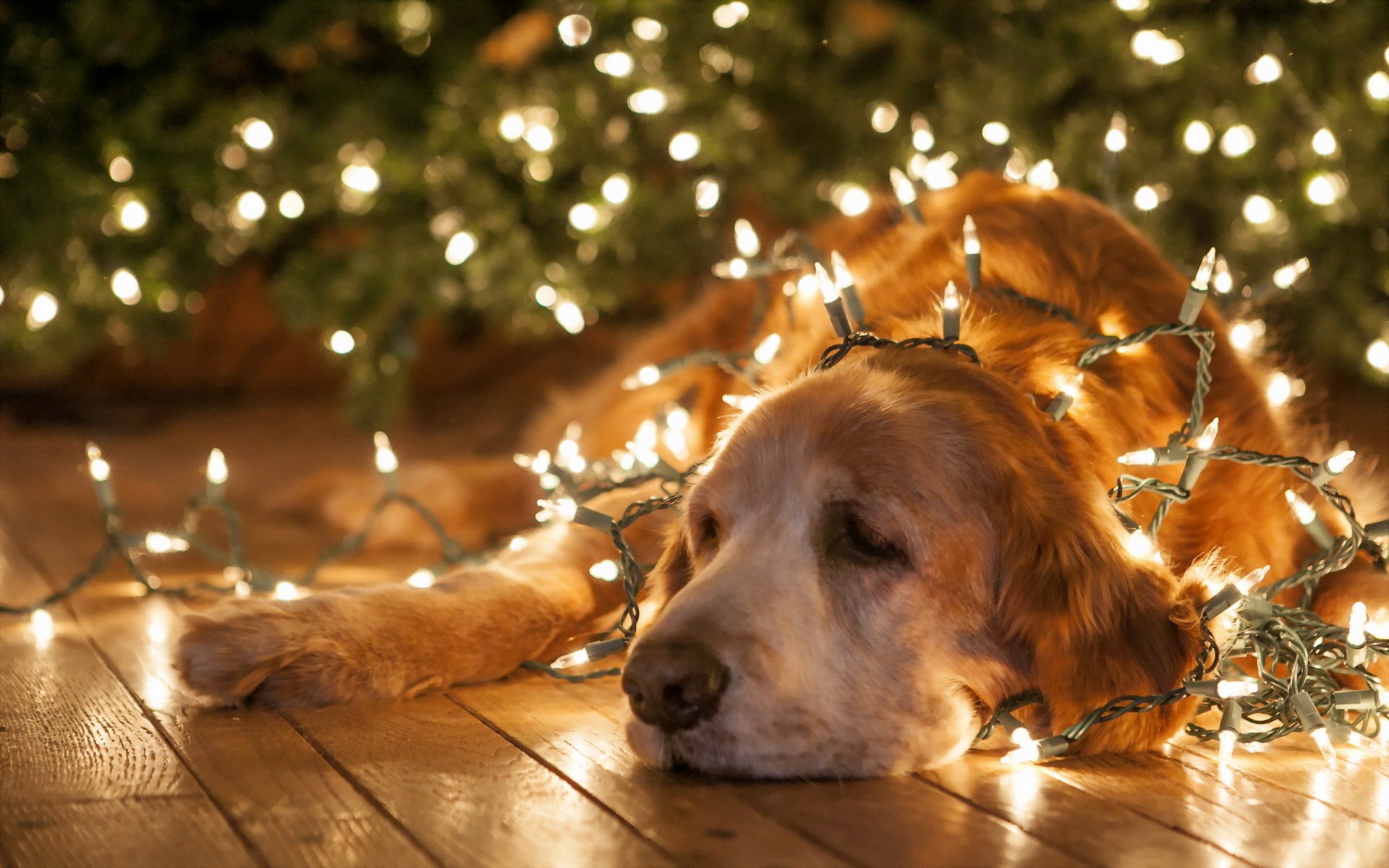 Golden Retriever Christmas Wallpapers