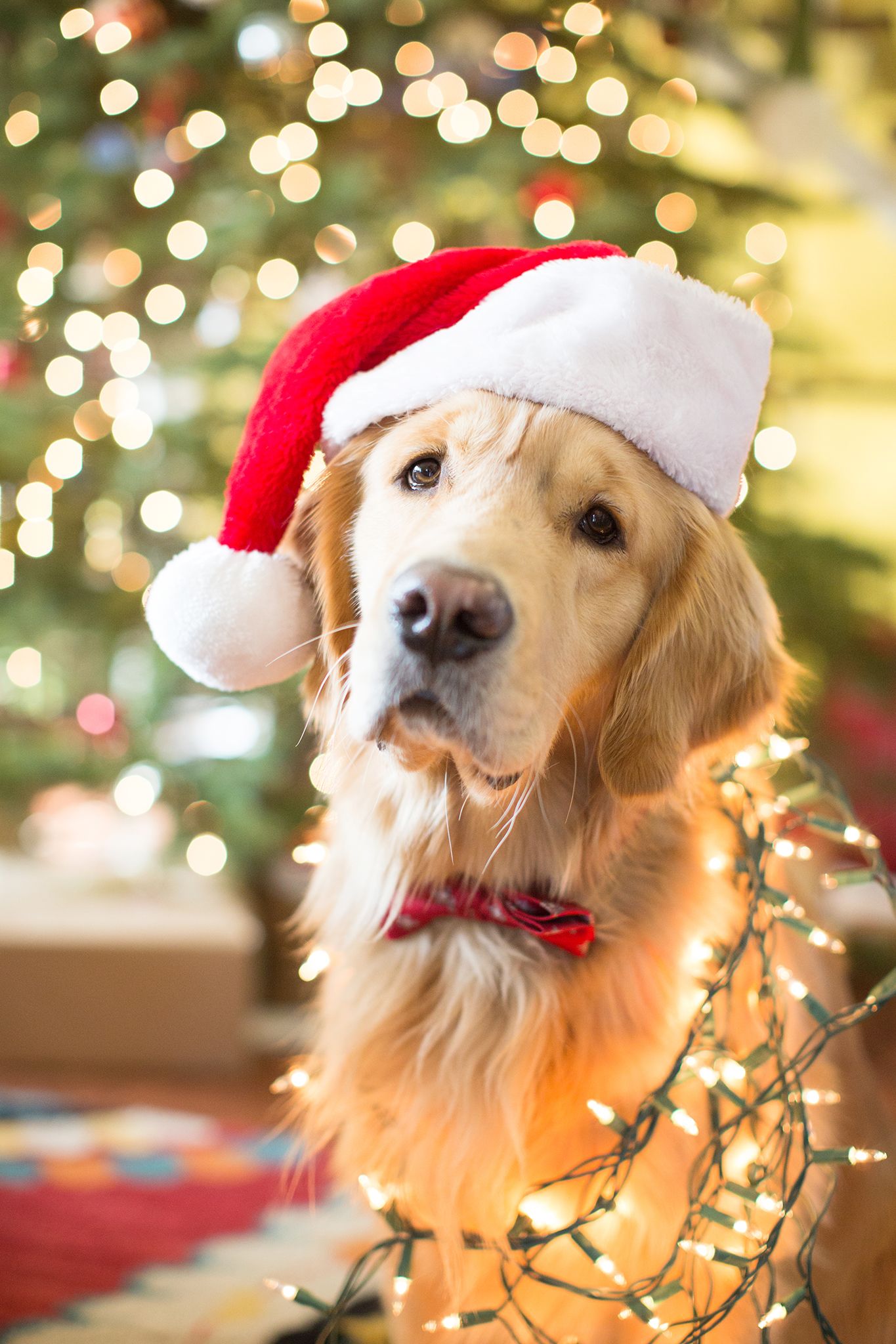 Golden Retriever Christmas Wallpapers