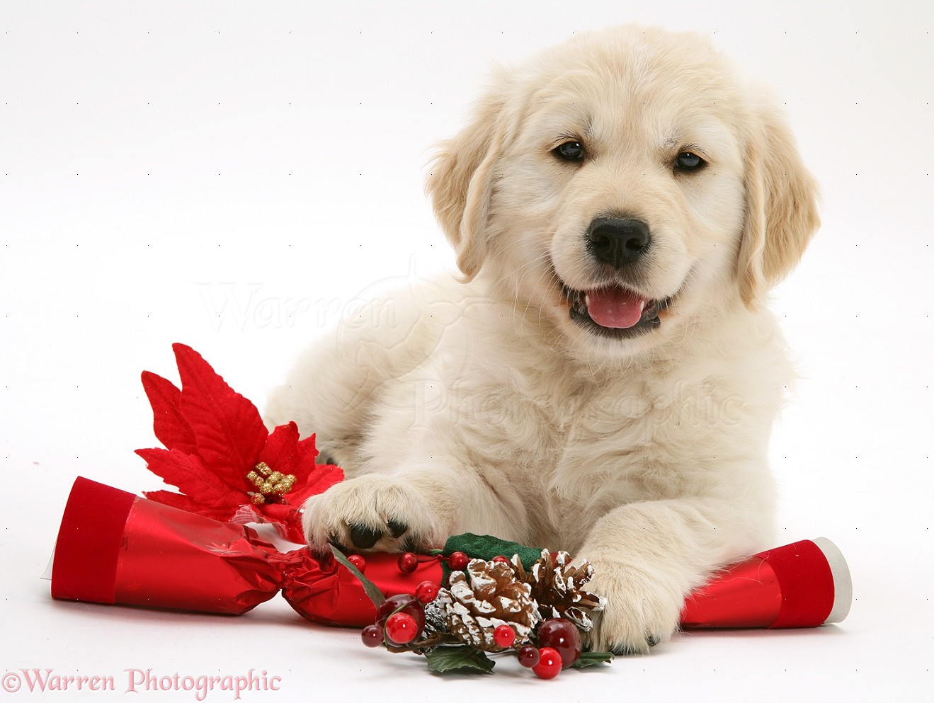 Golden Retriever Christmas Wallpapers