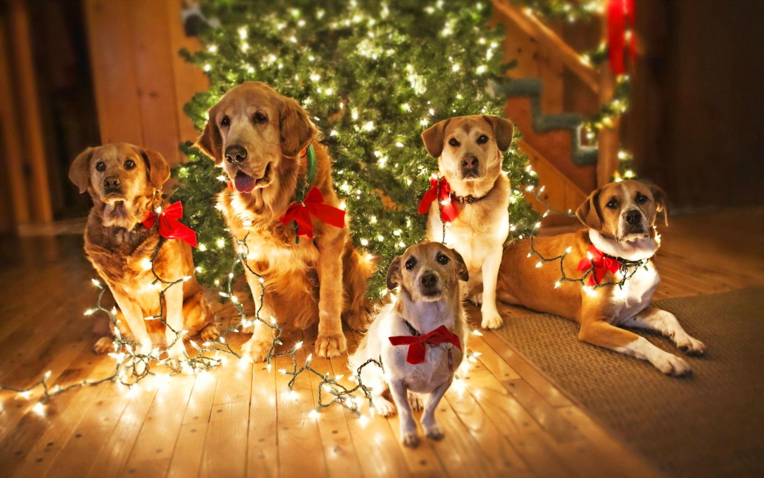 Golden Retriever Christmas Wallpapers