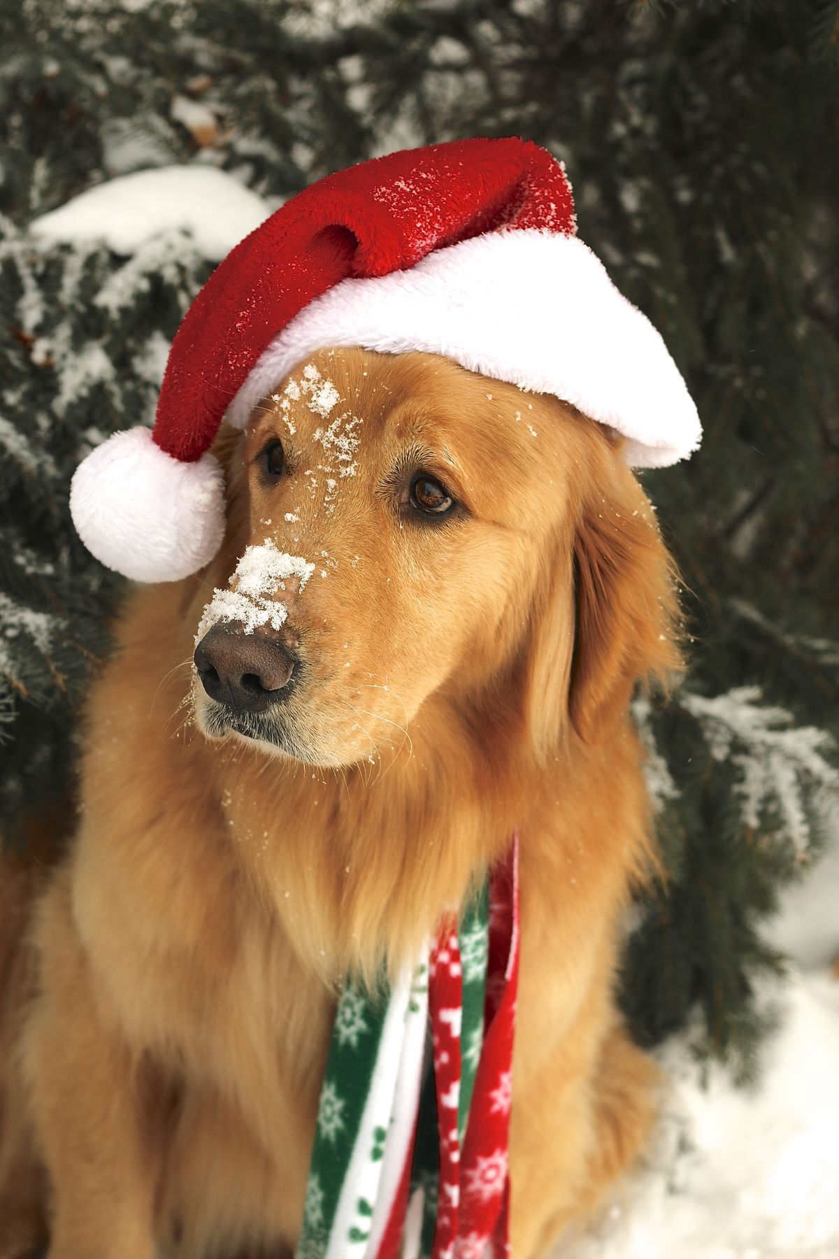 Golden Retriever Christmas Wallpapers