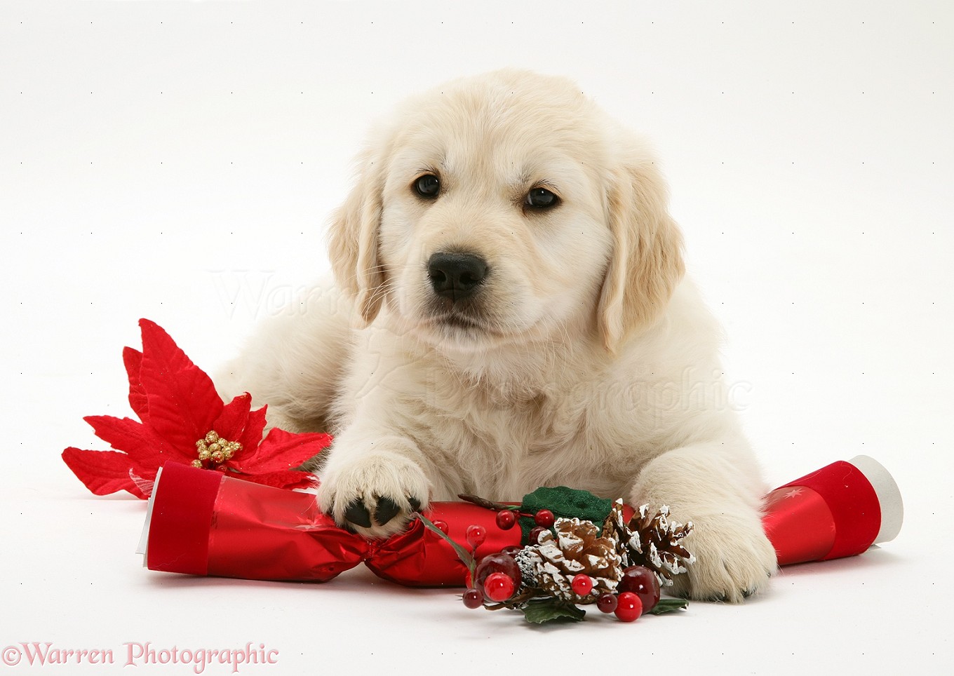 Golden Retriever Christmas Wallpapers