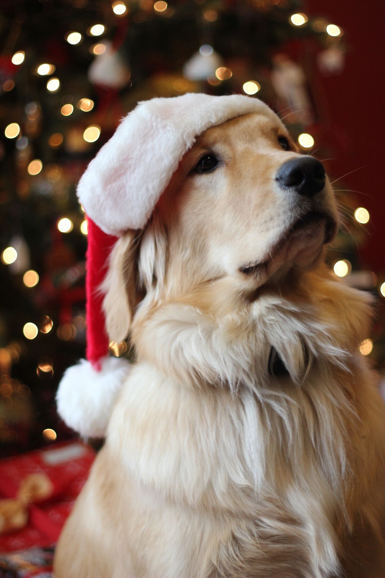 Golden Retriever Christmas Wallpapers