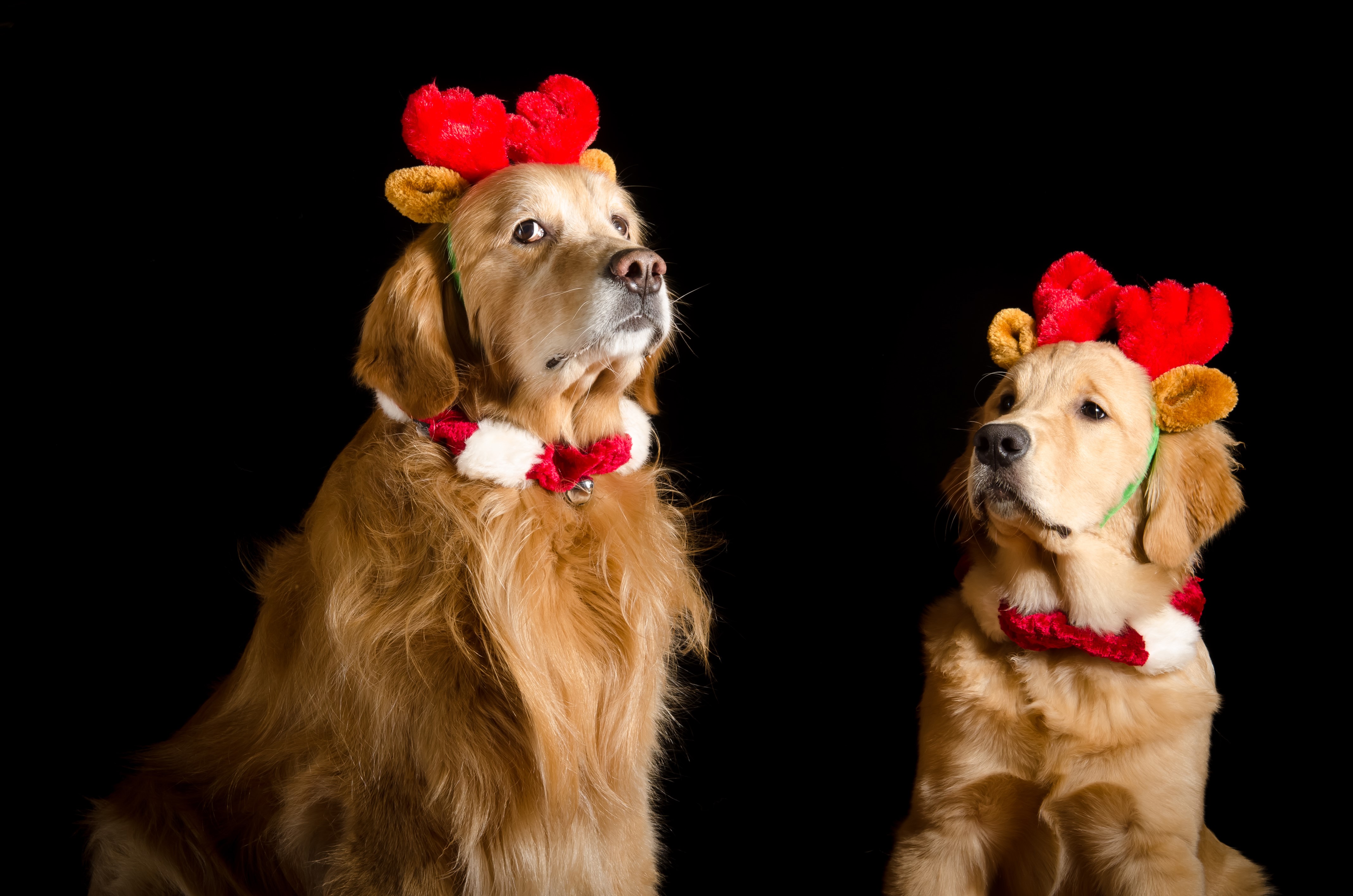 Golden Retriever Christmas Wallpapers