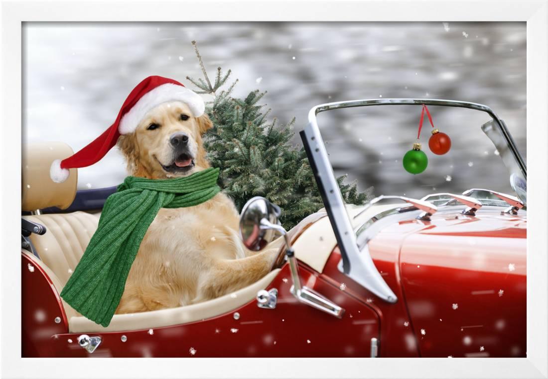 Golden Retriever Christmas Wallpapers