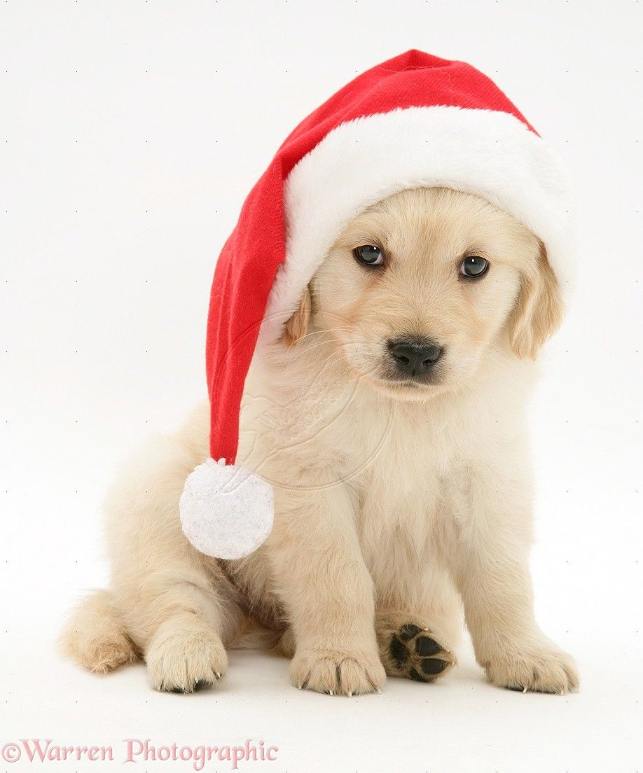 Golden Retriever Christmas Wallpapers