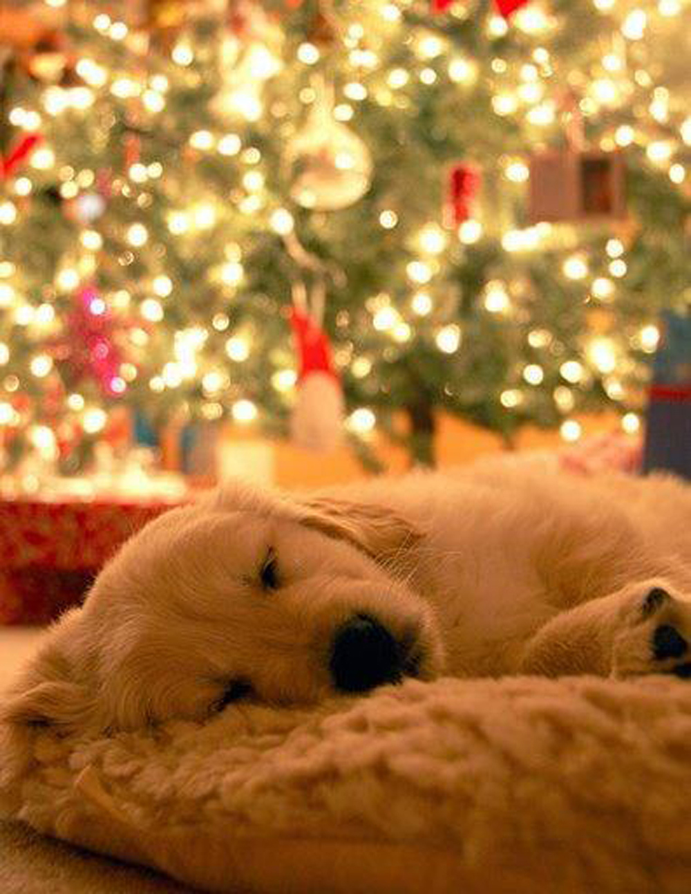 Golden Retriever Christmas Wallpapers