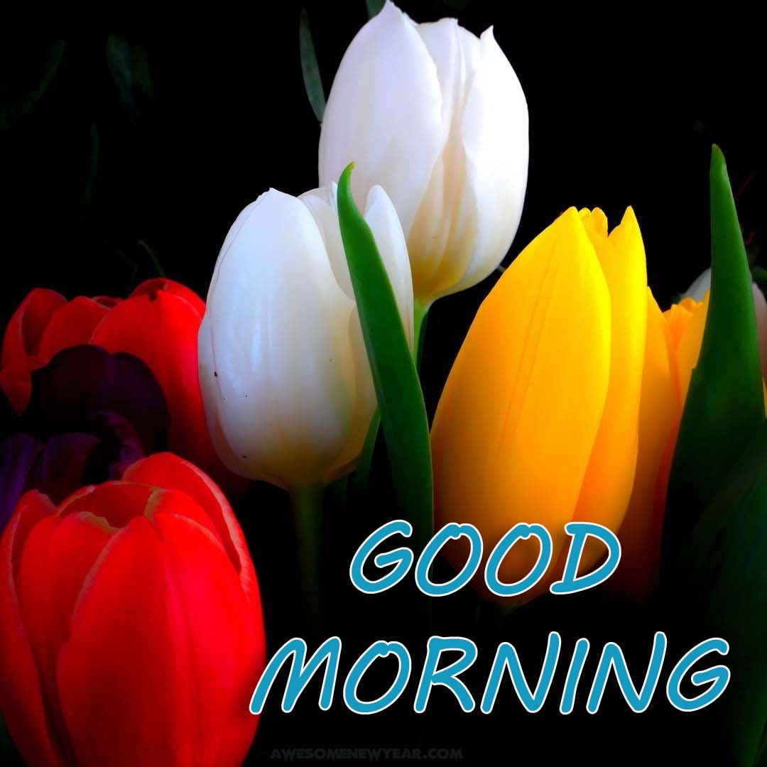 Good Morning Images Download Wallpapers