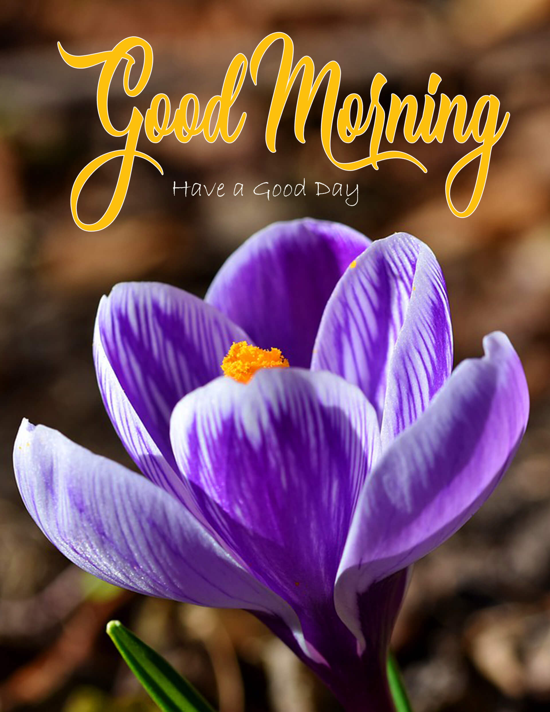 Good Morning Images Download Wallpapers