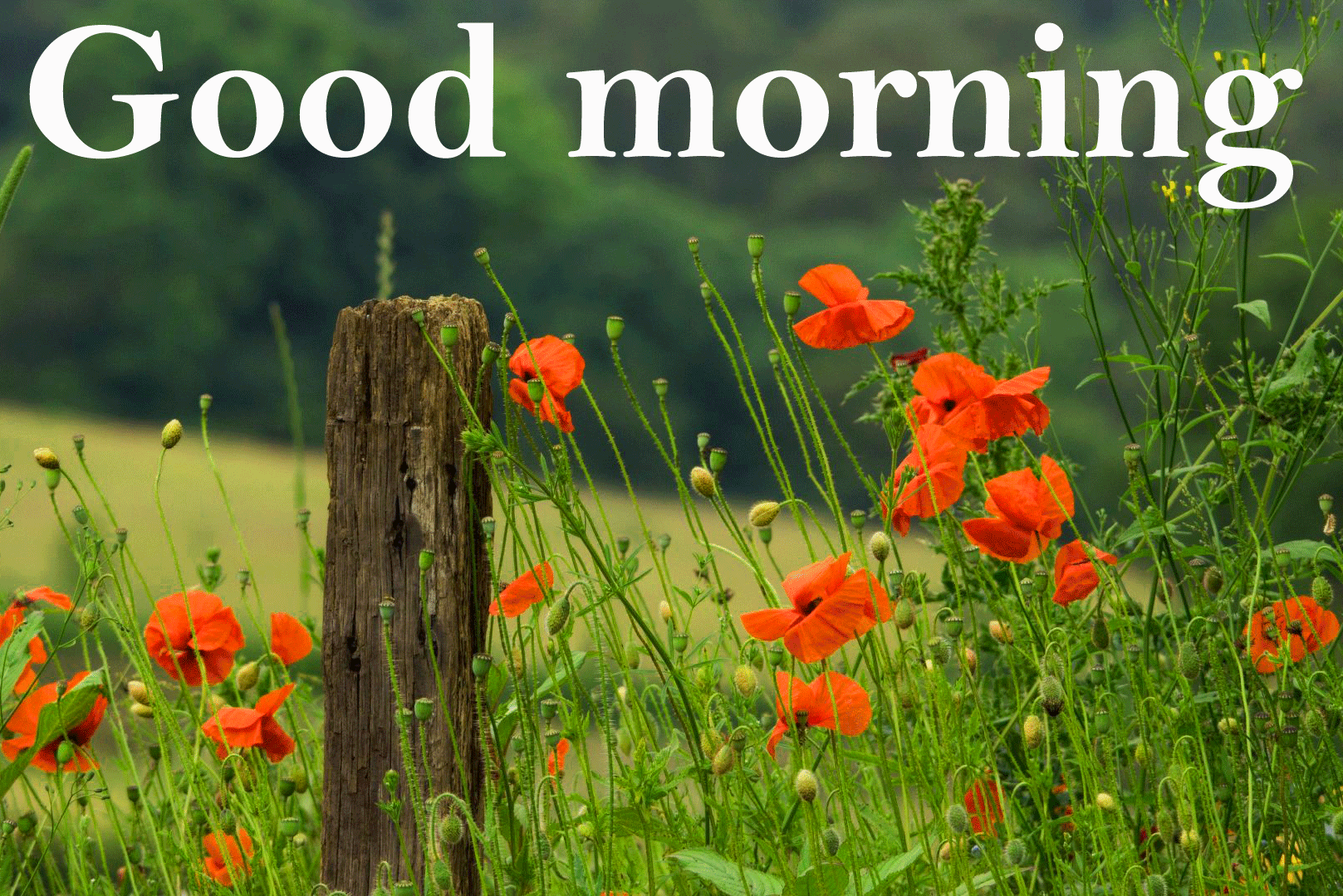 Good Morning Spring Images Wallpapers