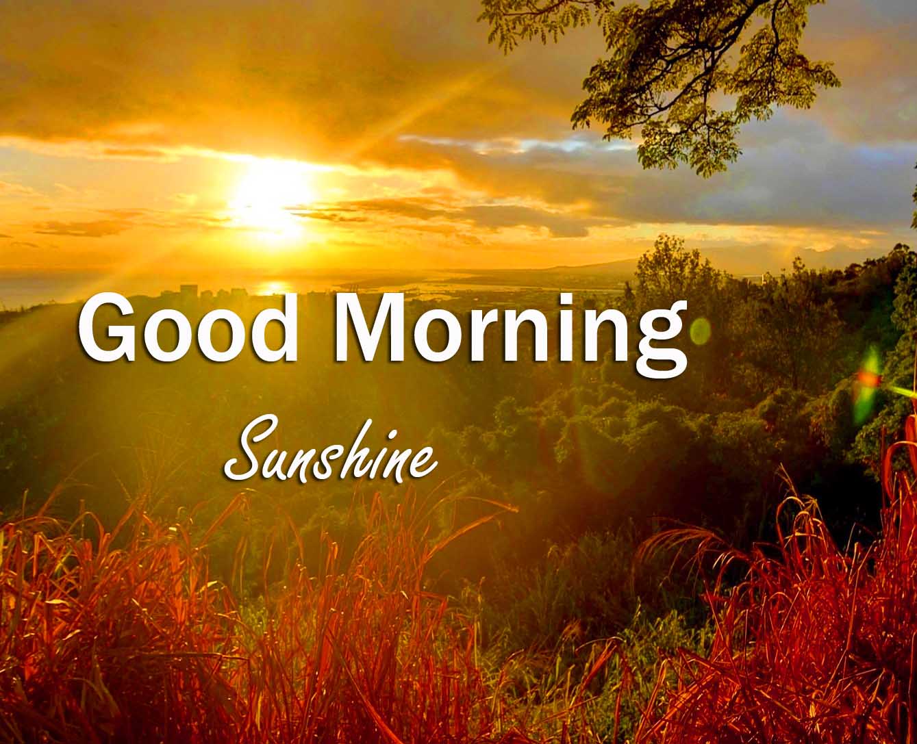 Good Morning Sunshine Pictures Wallpapers