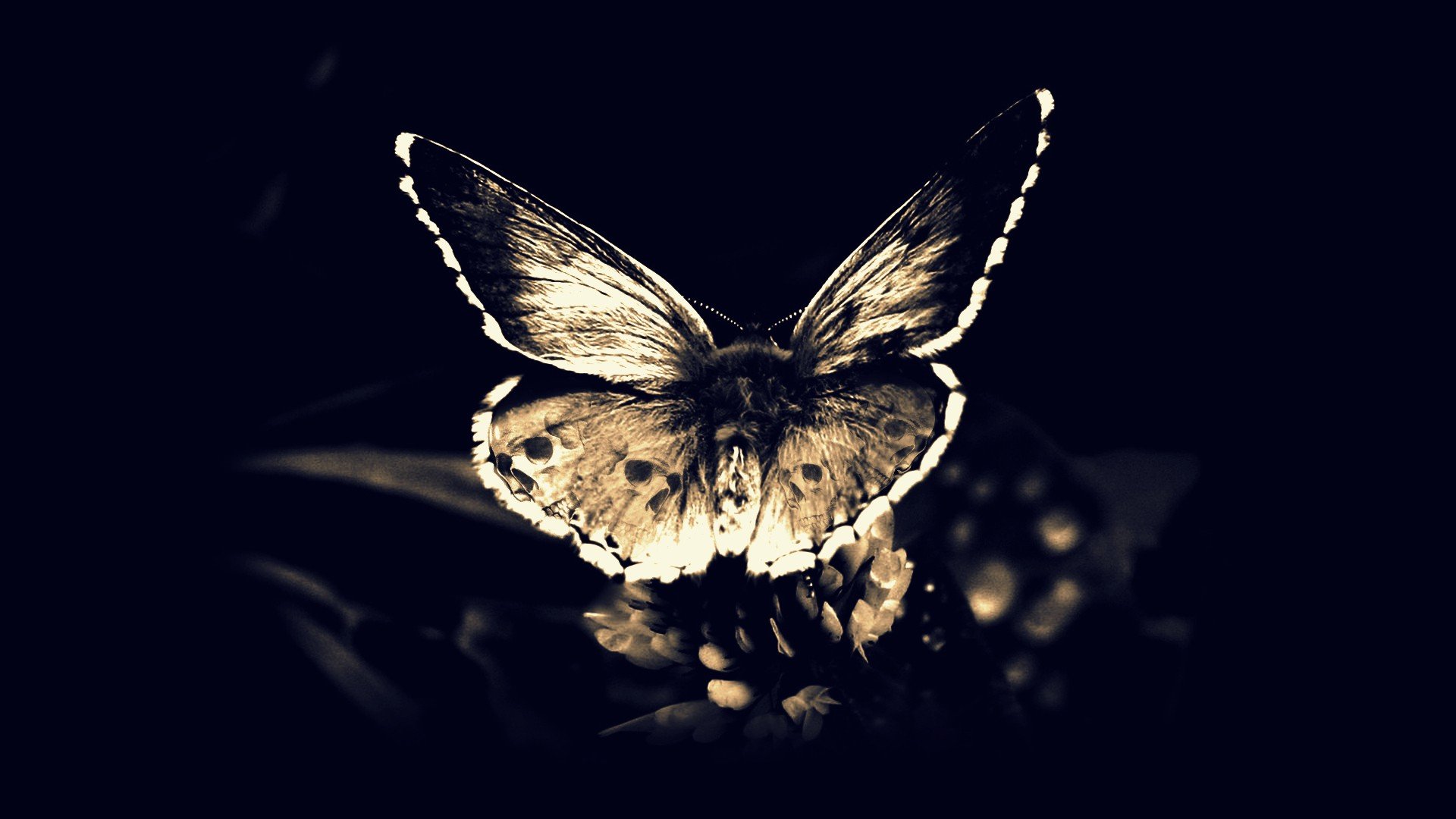 Gothic Butterfly Wallpapers