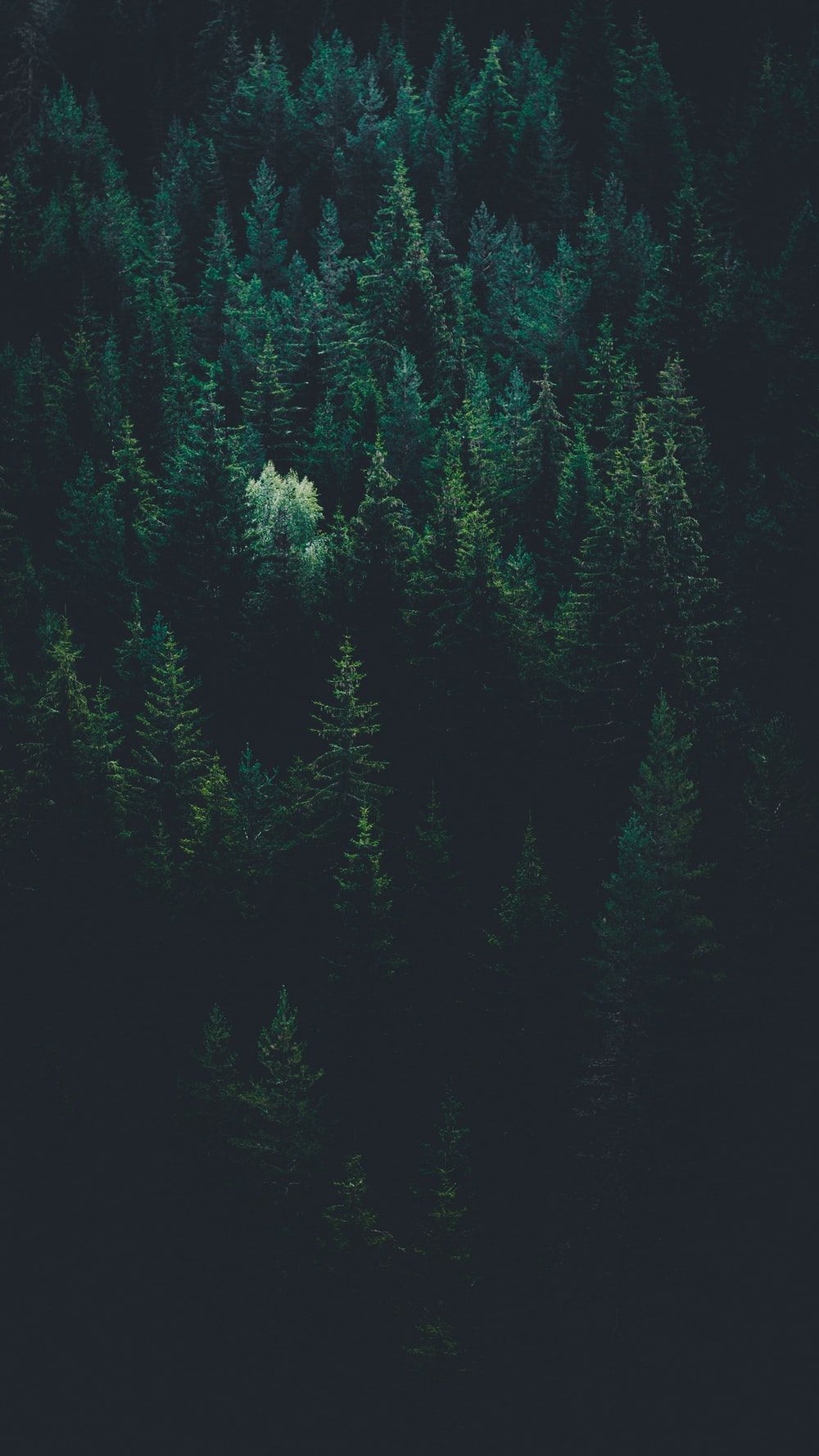 Gothic Forest Wallpapers