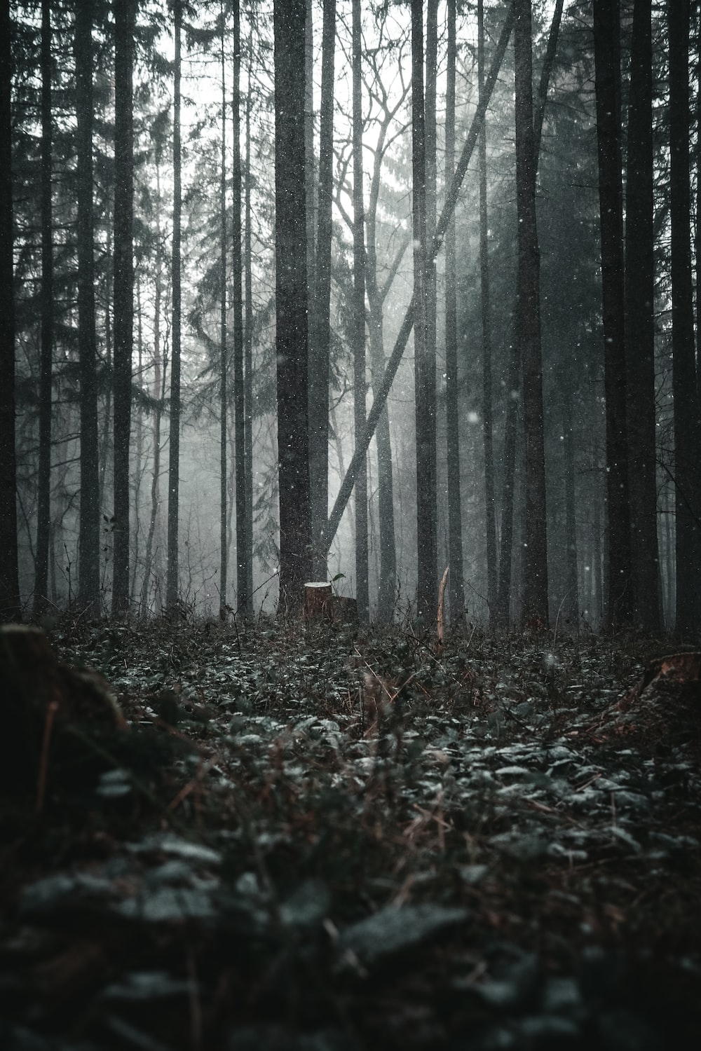 Gothic Forest Wallpapers