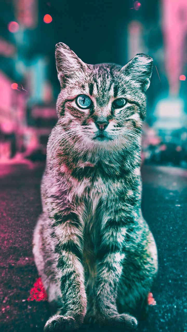 Graffiti Cat Wallpapers