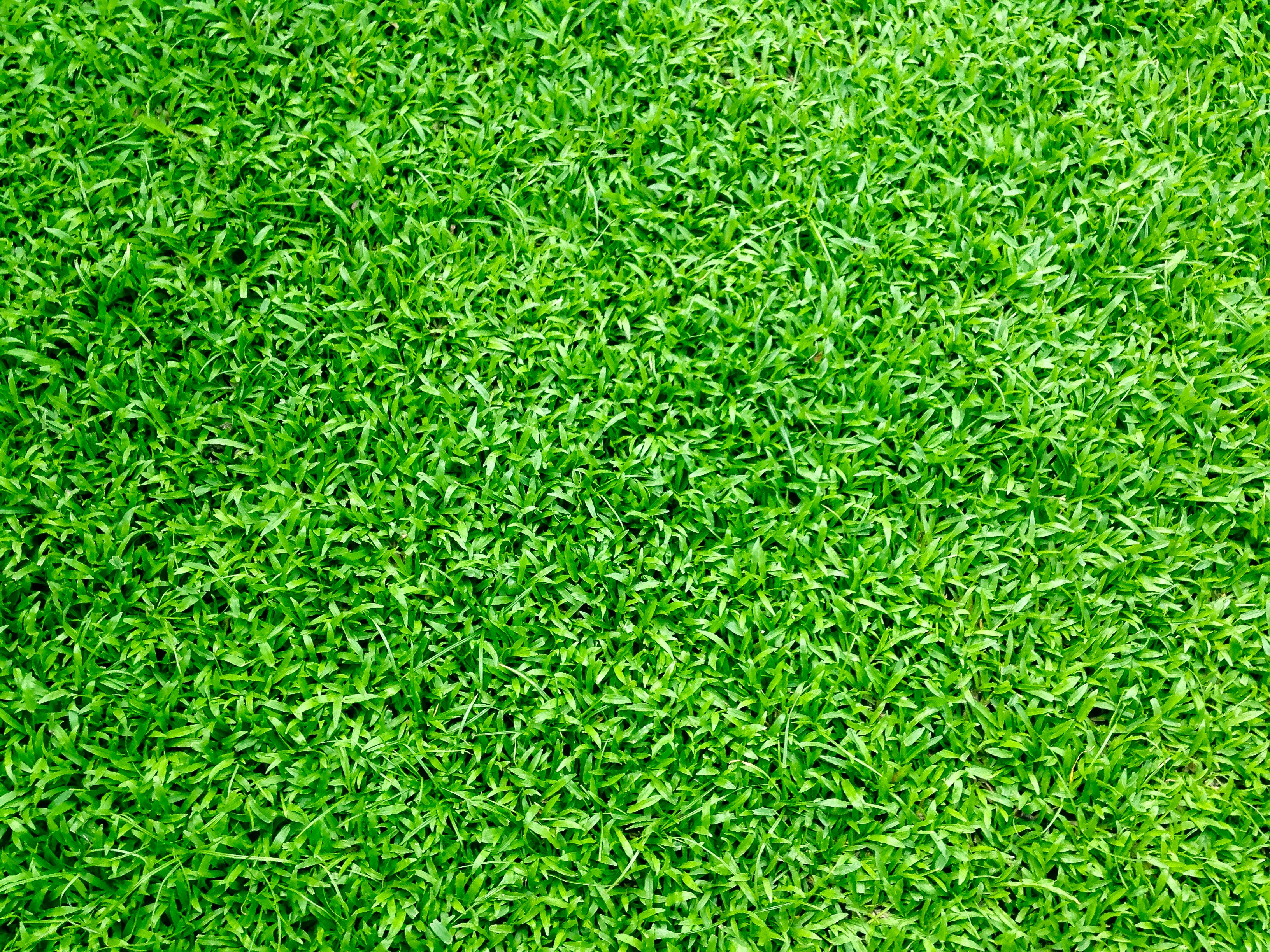 Grass Hd Wallpapers