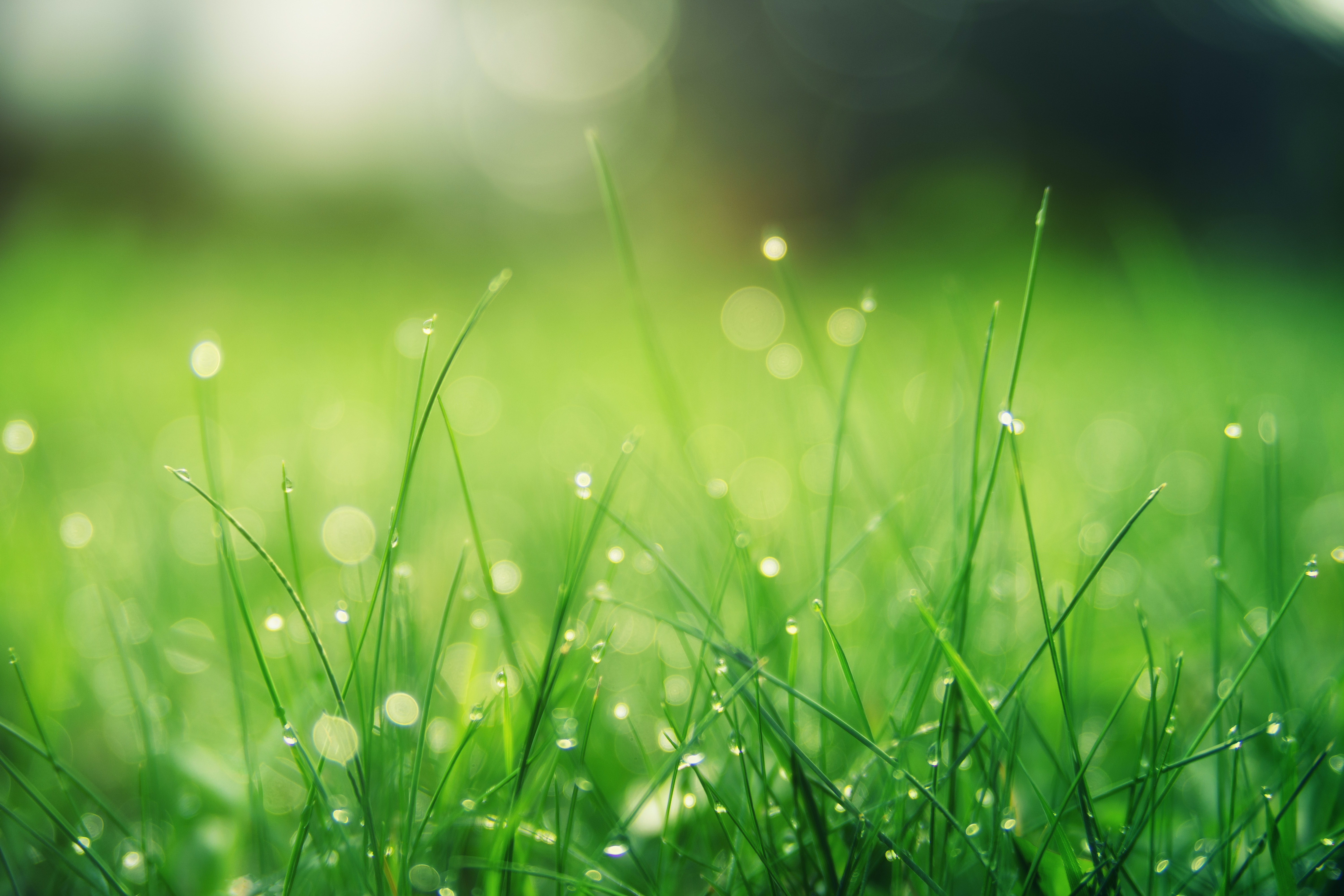 Grass Hd Wallpapers