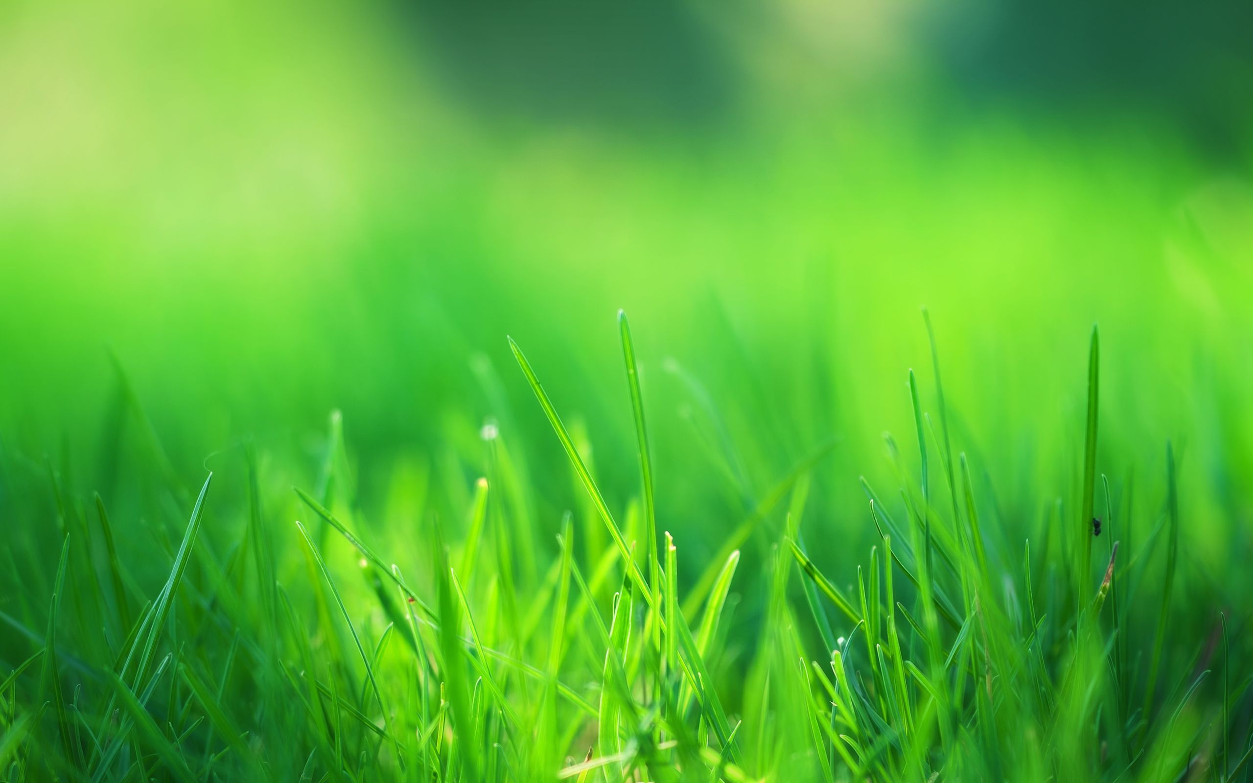 Grass Hd Wallpapers