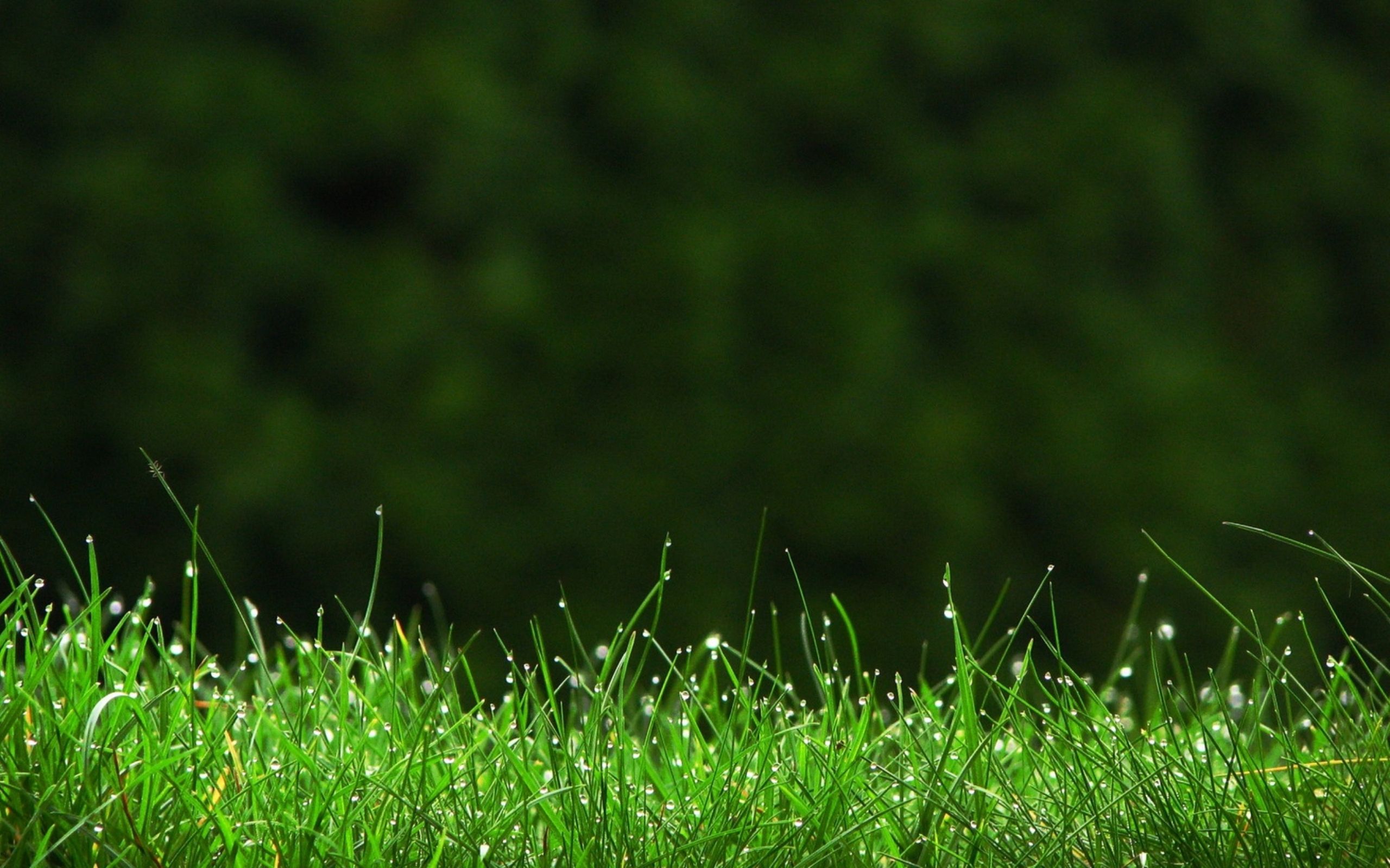 Grass Hd Wallpapers