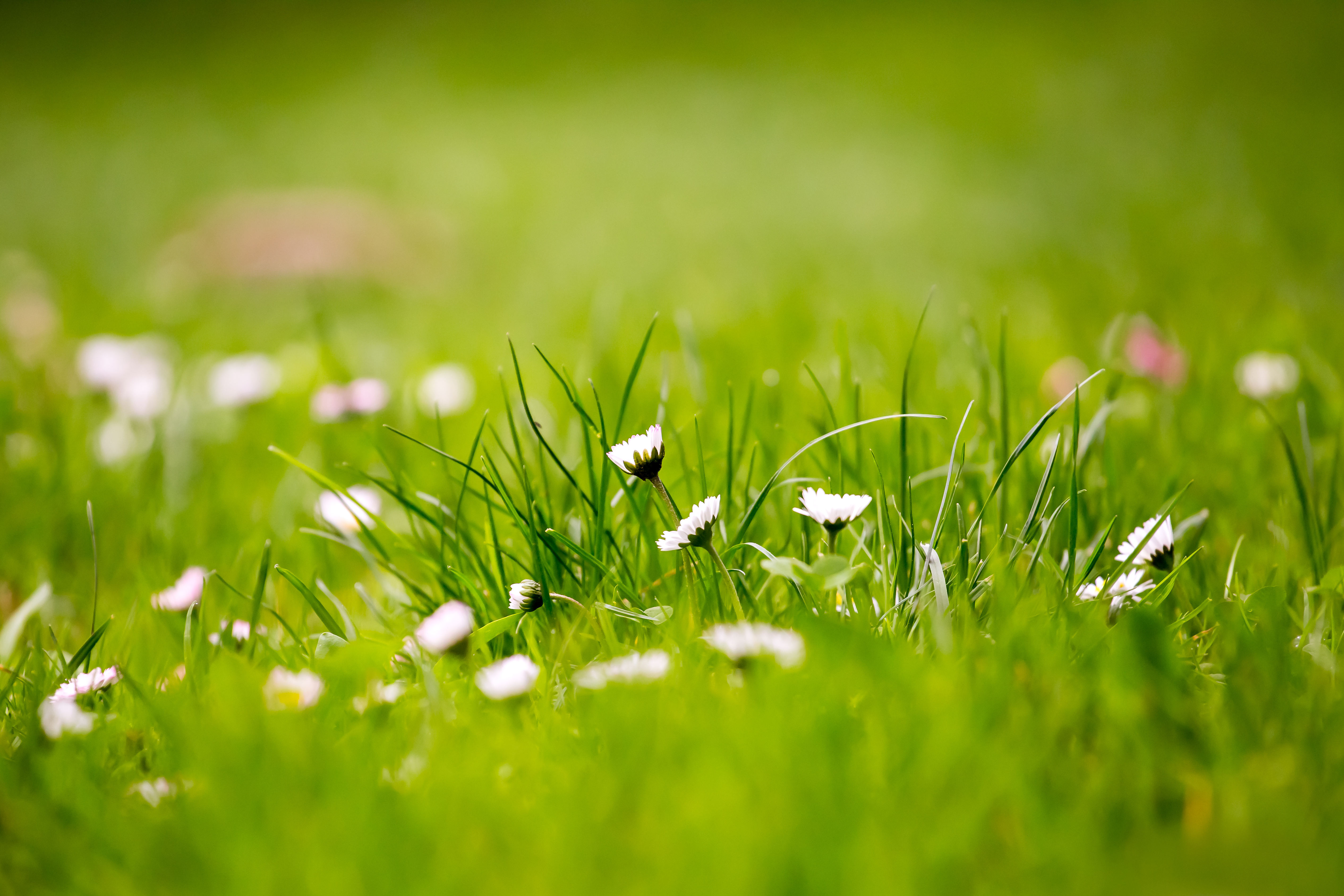 Grass Hd Wallpapers