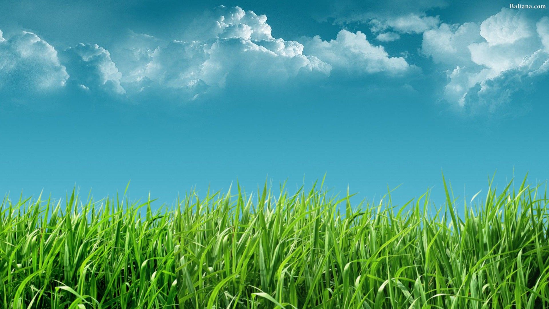 Grass Hd Wallpapers