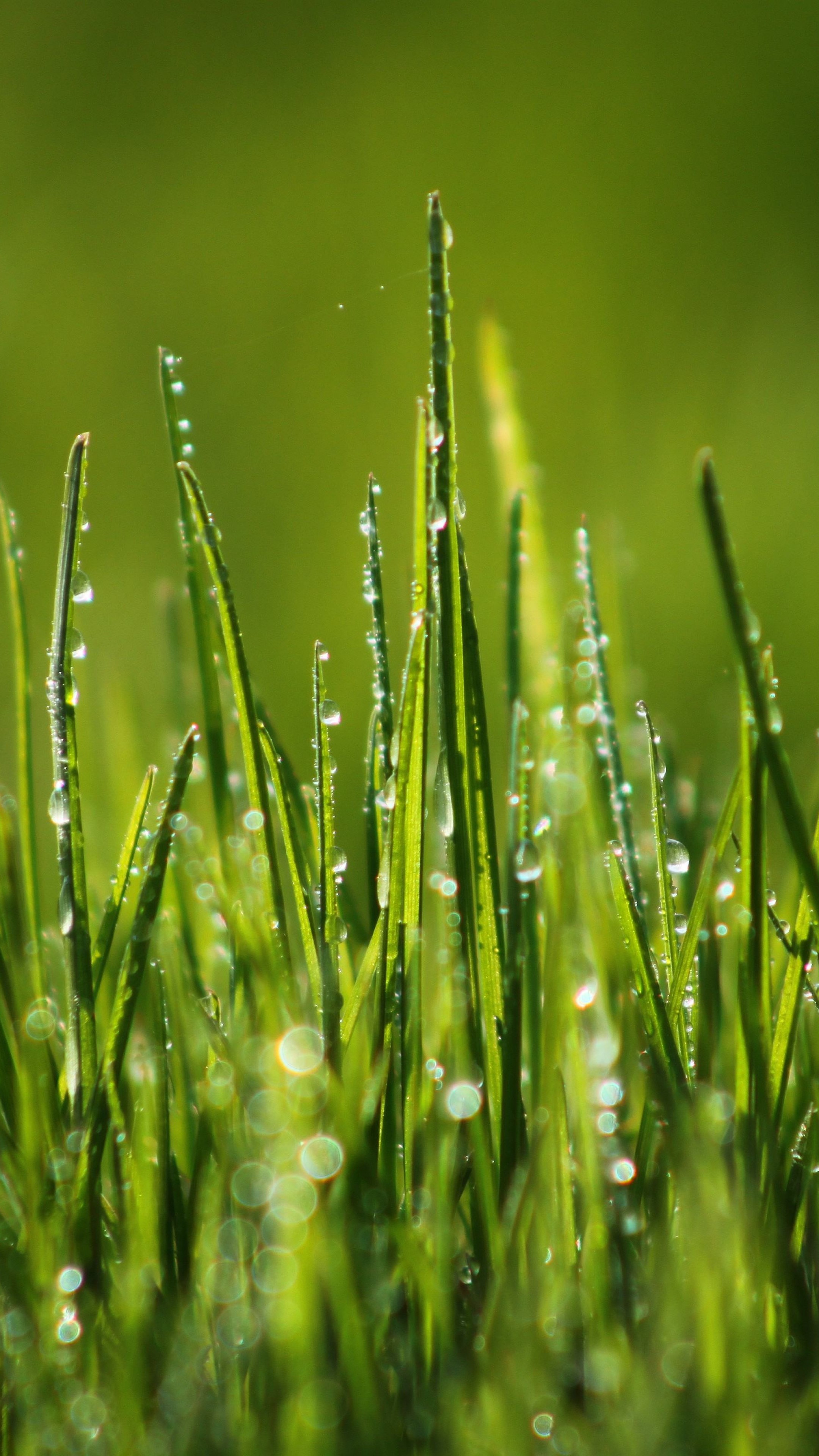 Grass Hd Wallpapers