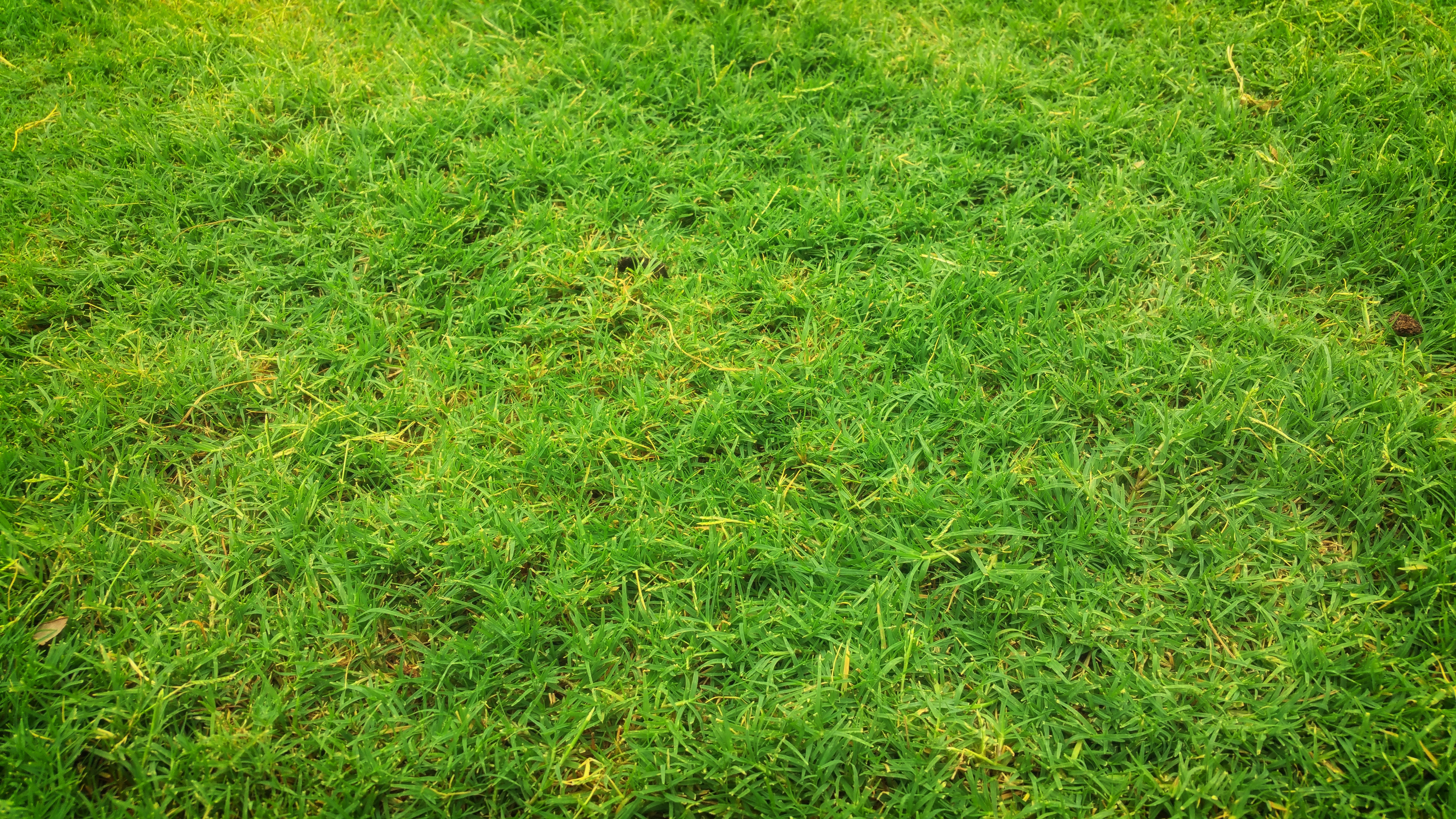 Grass Hd Wallpapers