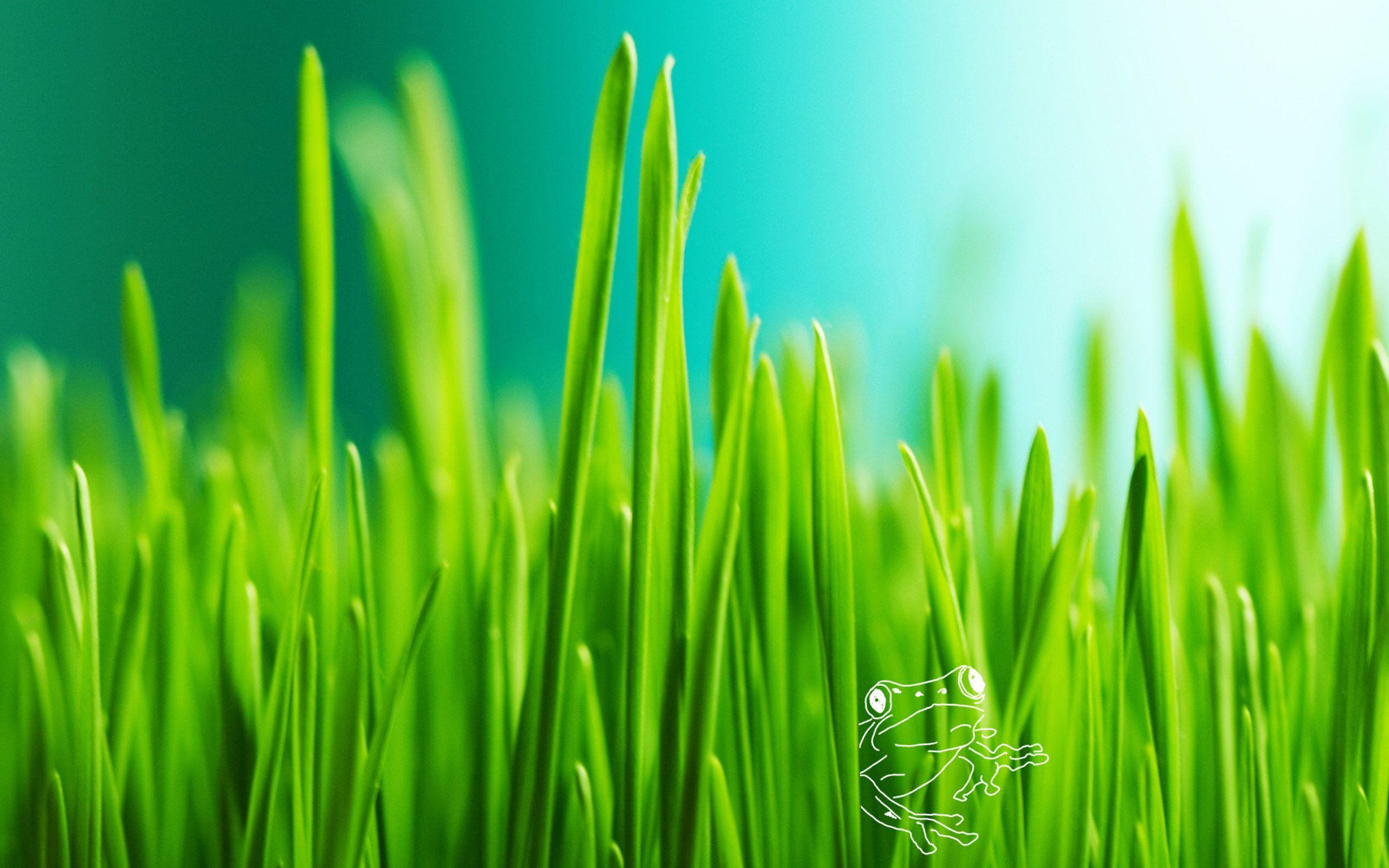 Grass Hd Wallpapers