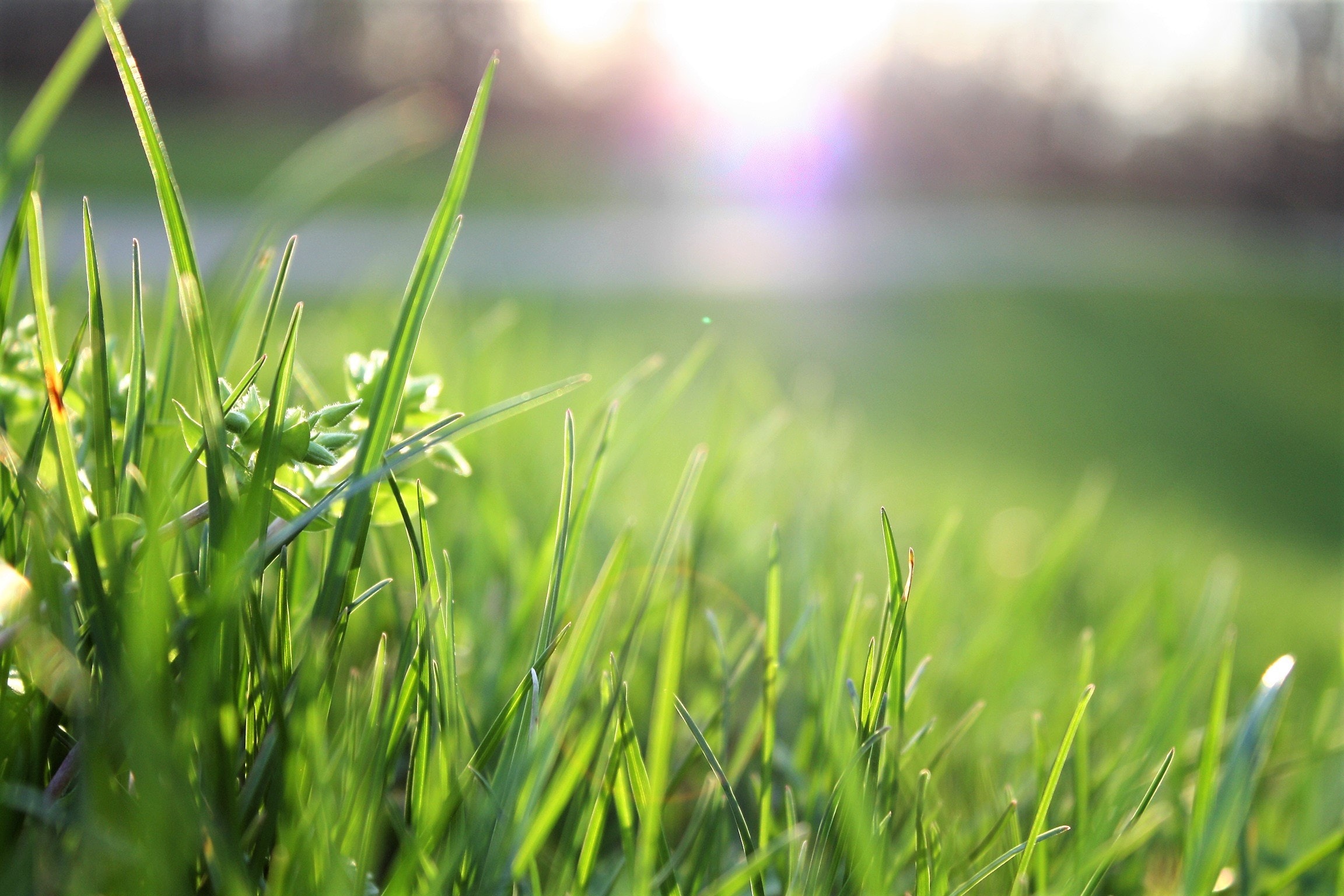 Grass Hd Wallpapers