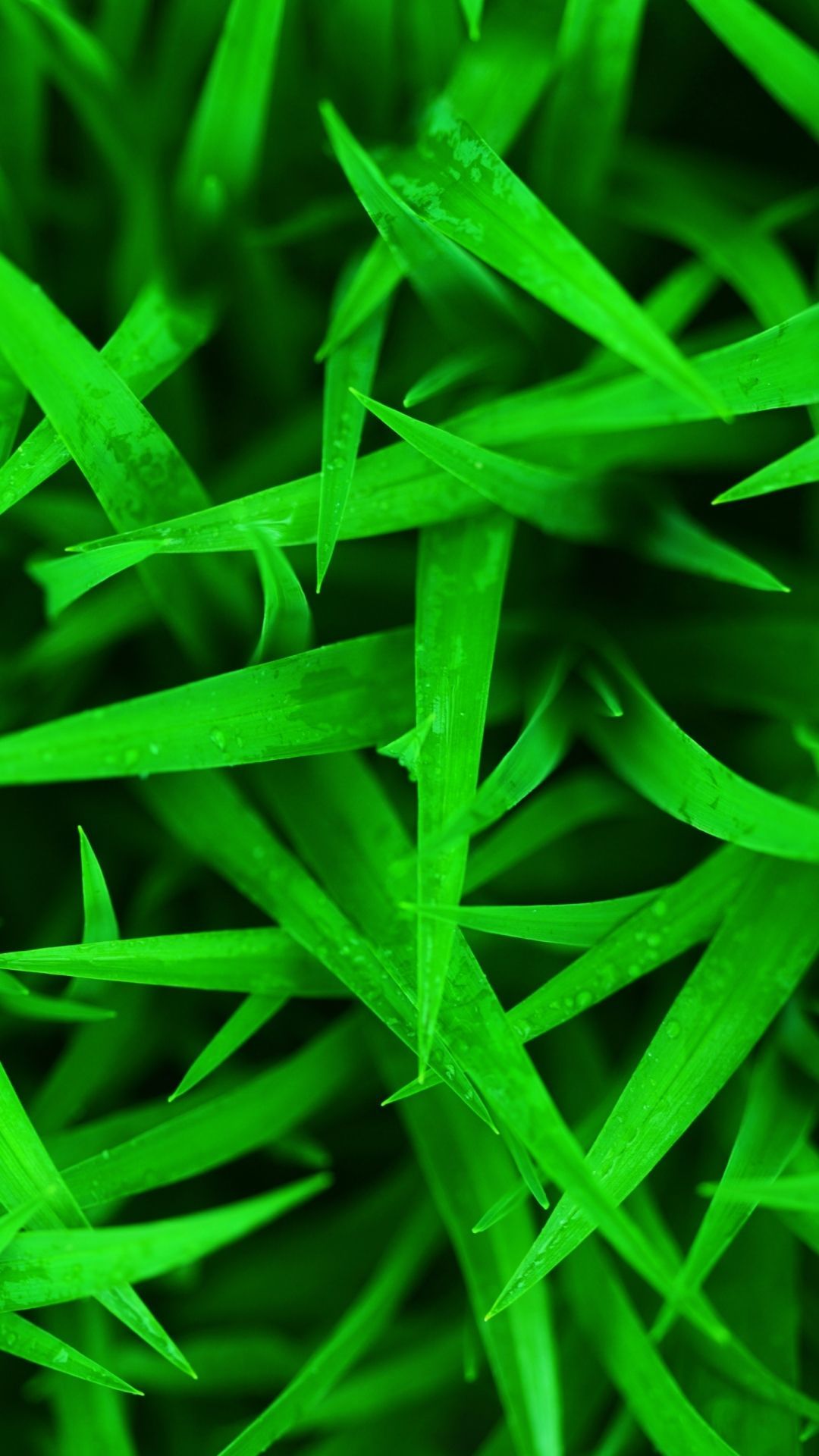 Grass Hd Wallpapers