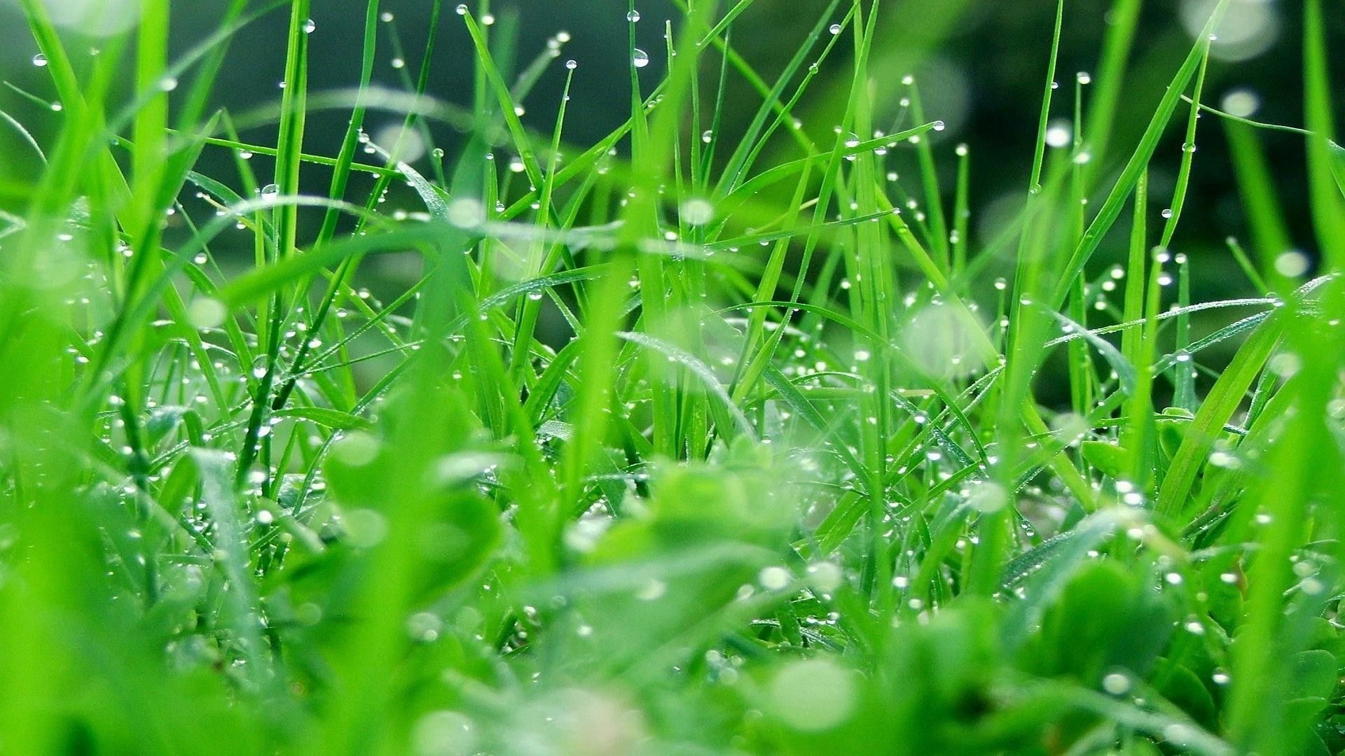 Grass Hd Wallpapers