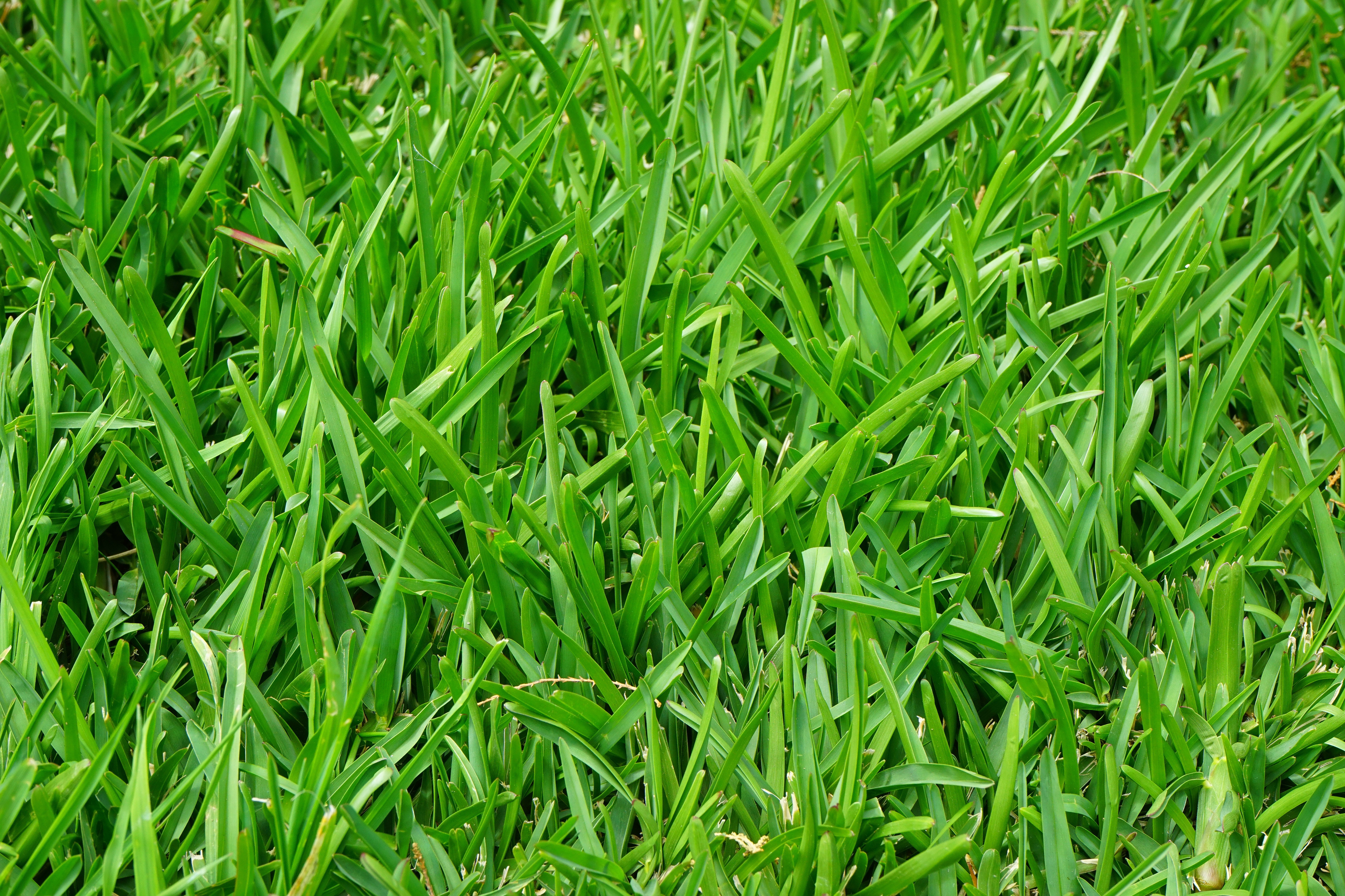 Grass Hd Wallpapers