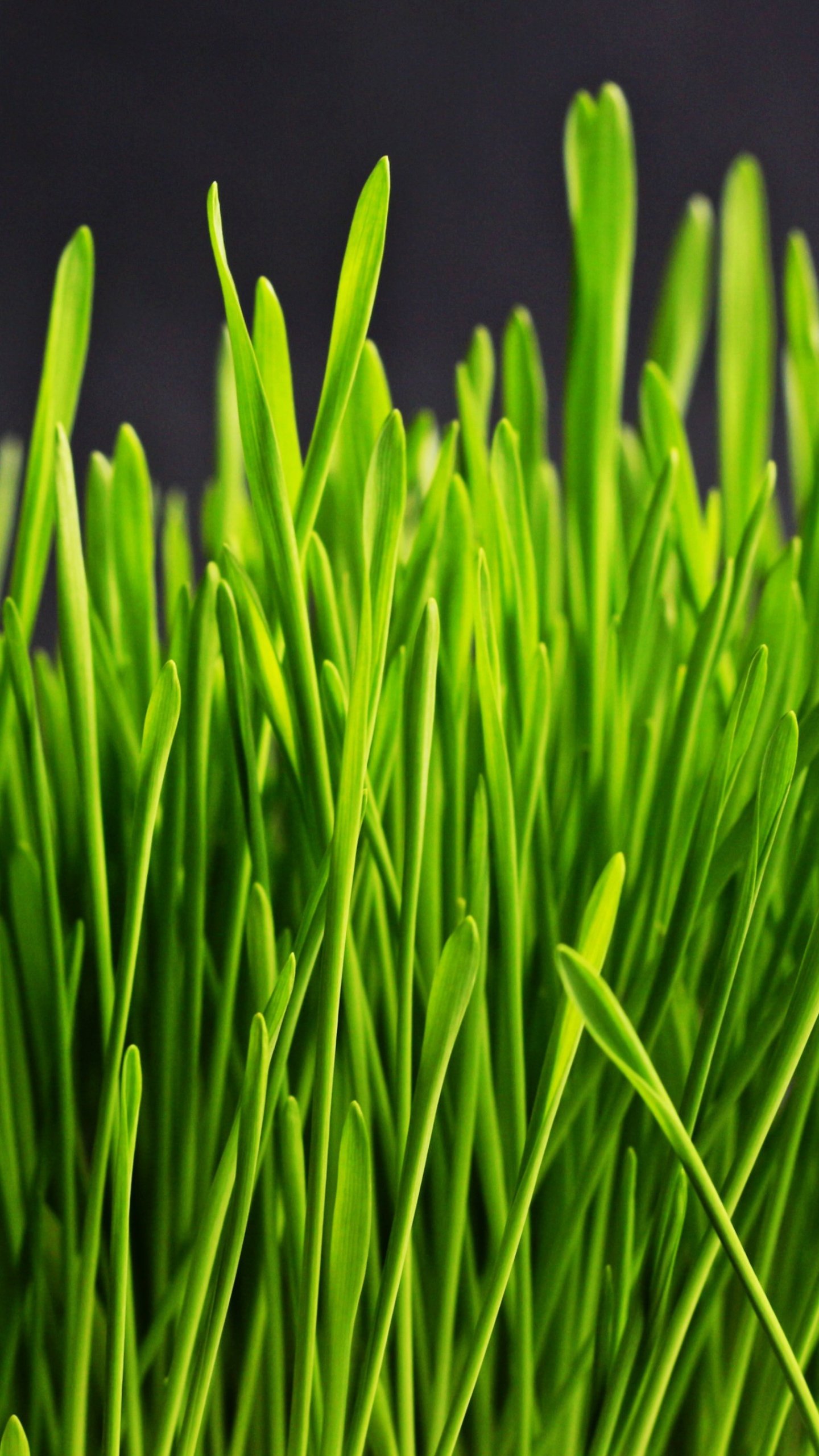 Grass Hd Wallpapers