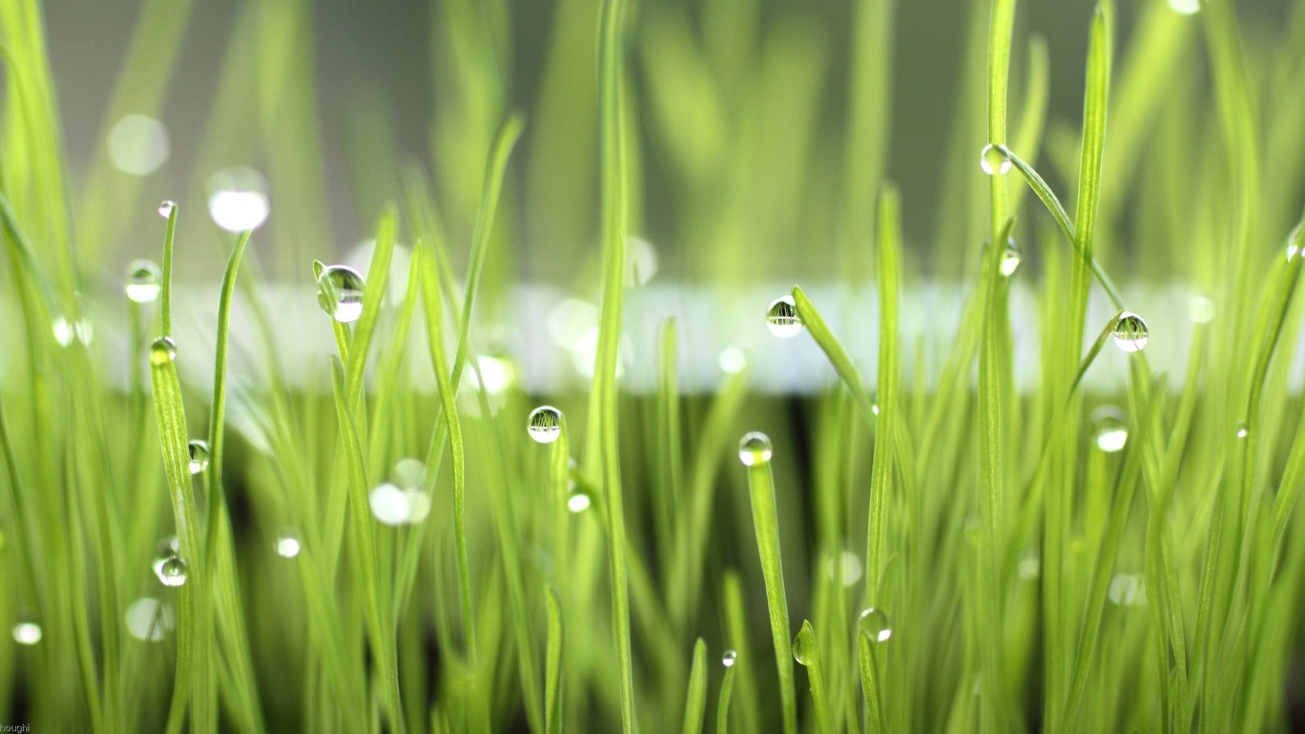 Grass Hd Wallpapers